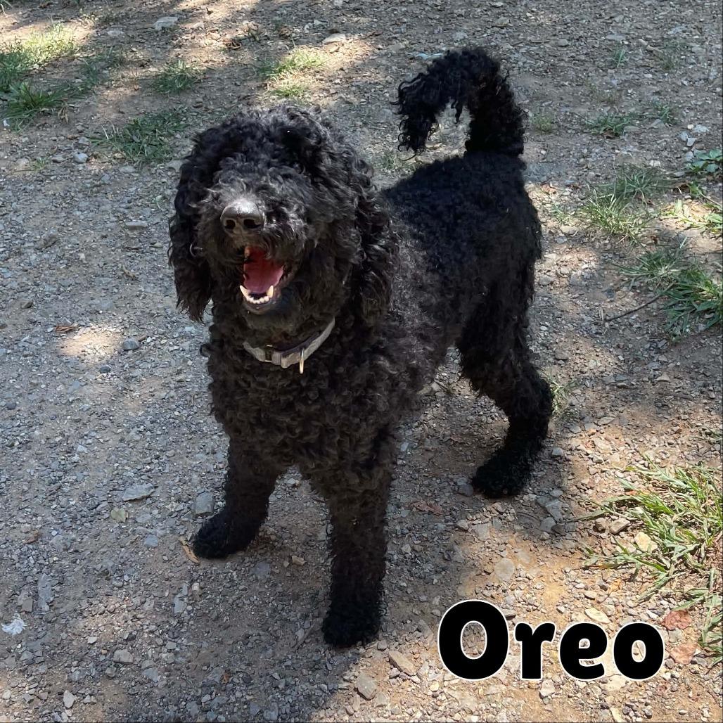 Enlarge Oreo, a Adoptable mixed breed in Oak Ridge, TN image 3/3