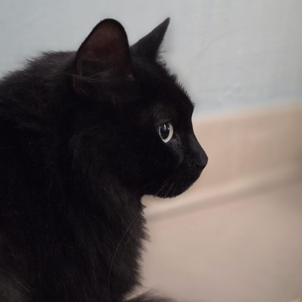 Binx, Adoptable, Adult Male Domestic Short Hair.