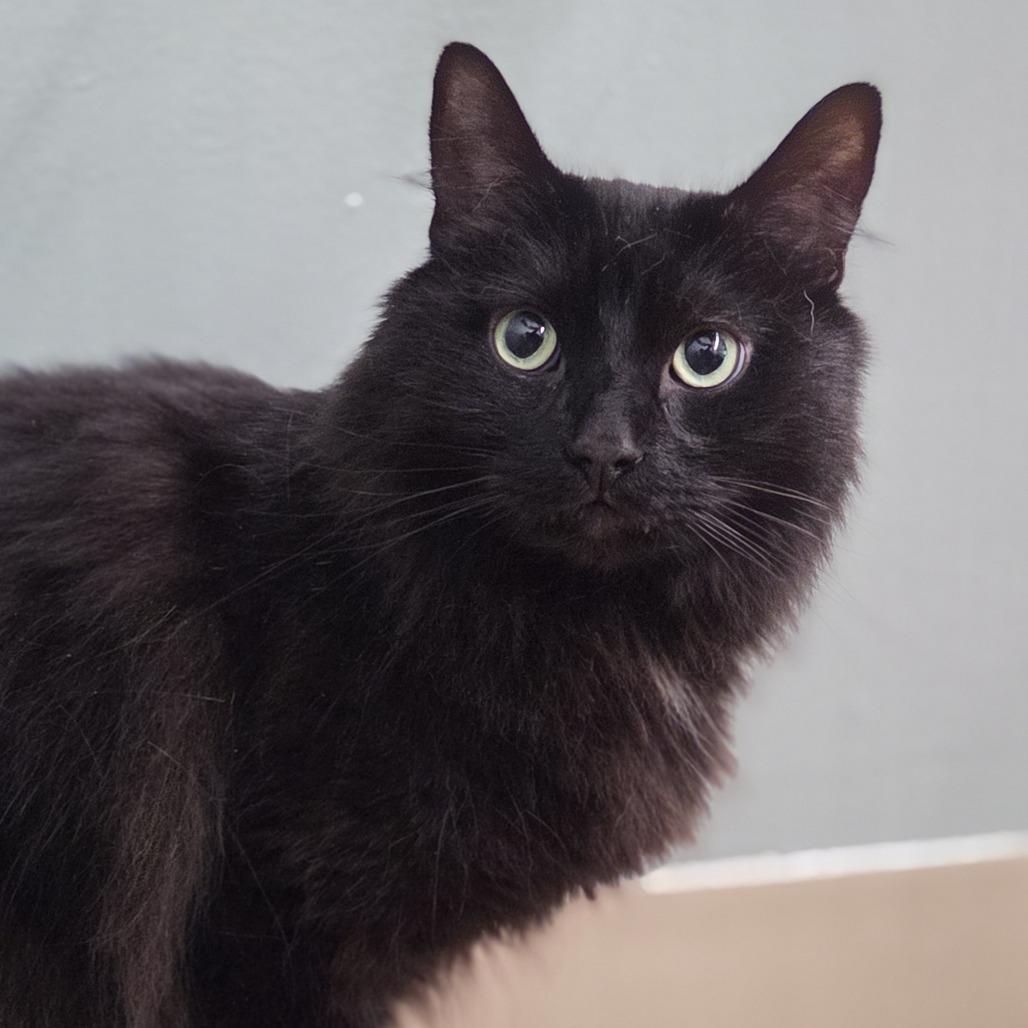 Binx, a Adoptable Domestic Short Hair in Pittsford, VT image 2/3