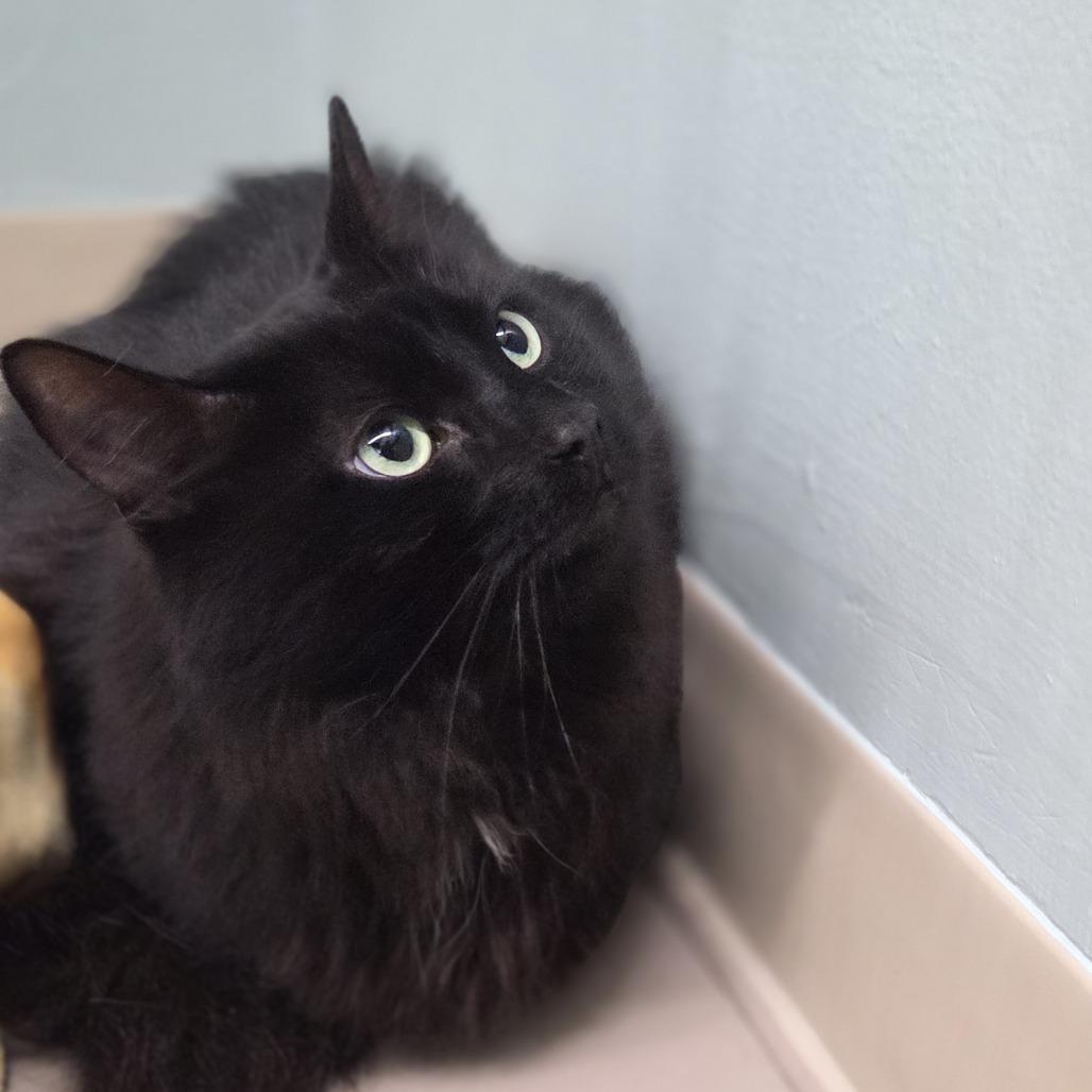 Binx, a Adoptable Domestic Short Hair in Pittsford, VT image 3/3