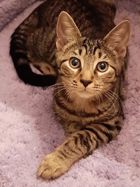 Macaroni, ADOPTABLE, Kitten Male Domestic Short Hair.