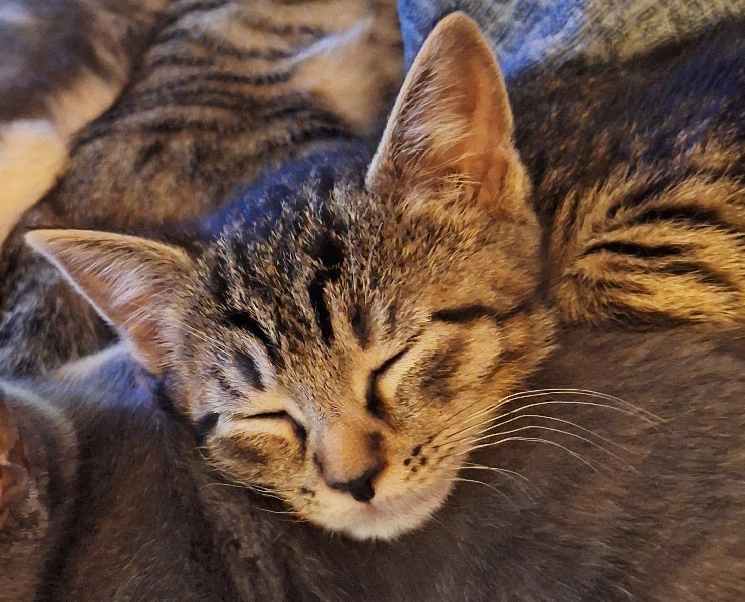 Enlarge Macaroni, a ADOPTABLE Domestic Short Hair in Washington Grove, MD image 4/4