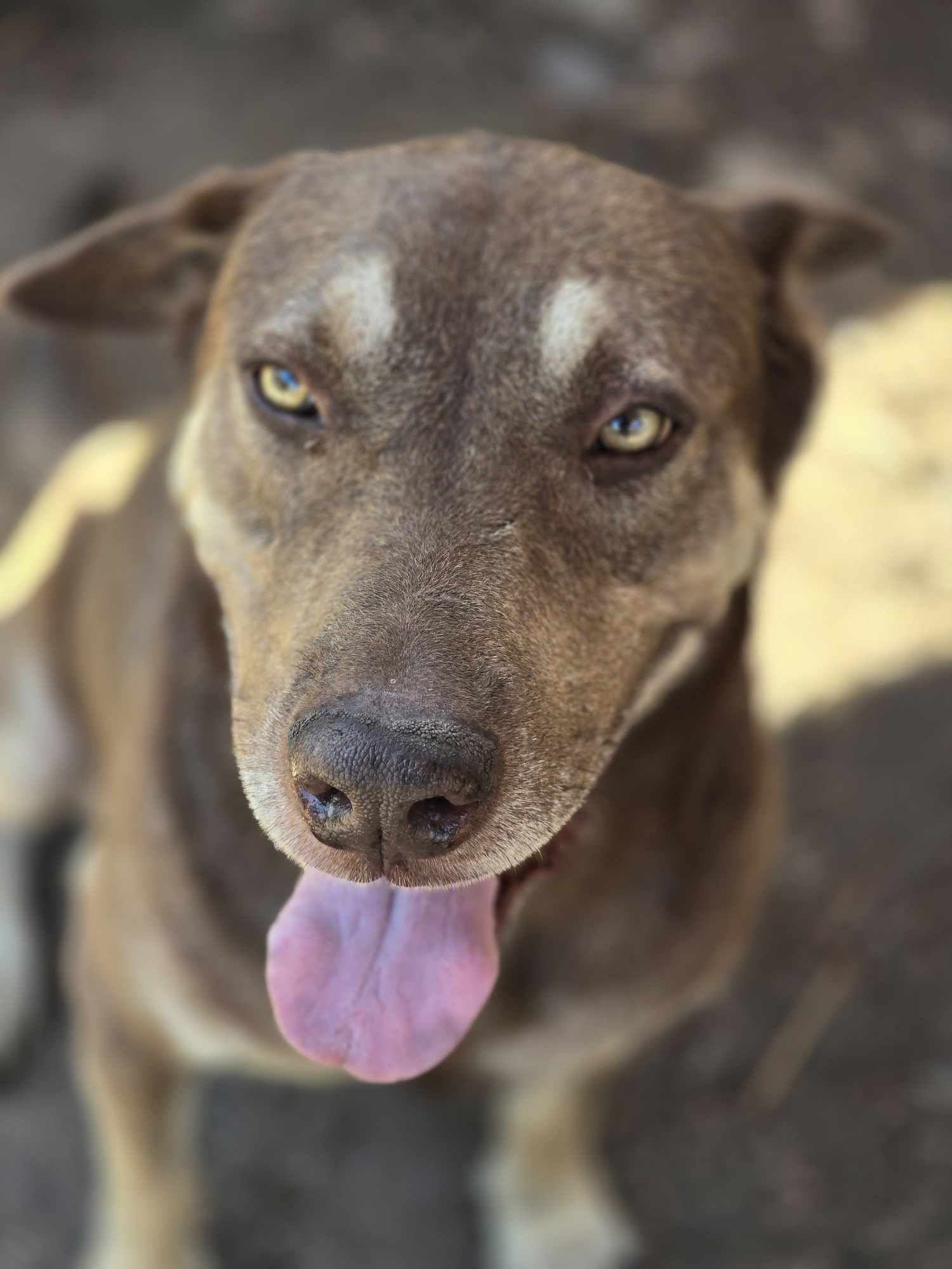 Sam Beckett, Adoptable, Senior Male Shepherd.