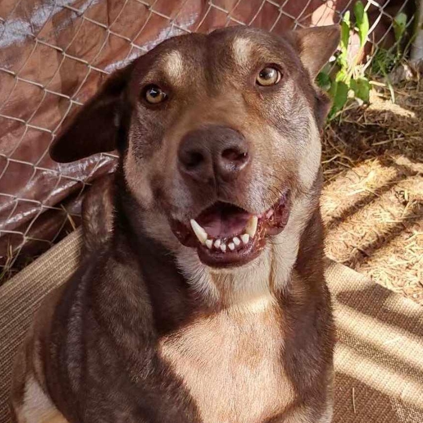 Enlarge Sam Beckett, a Adoptable mixed breed in Kempner, TX image 2/6