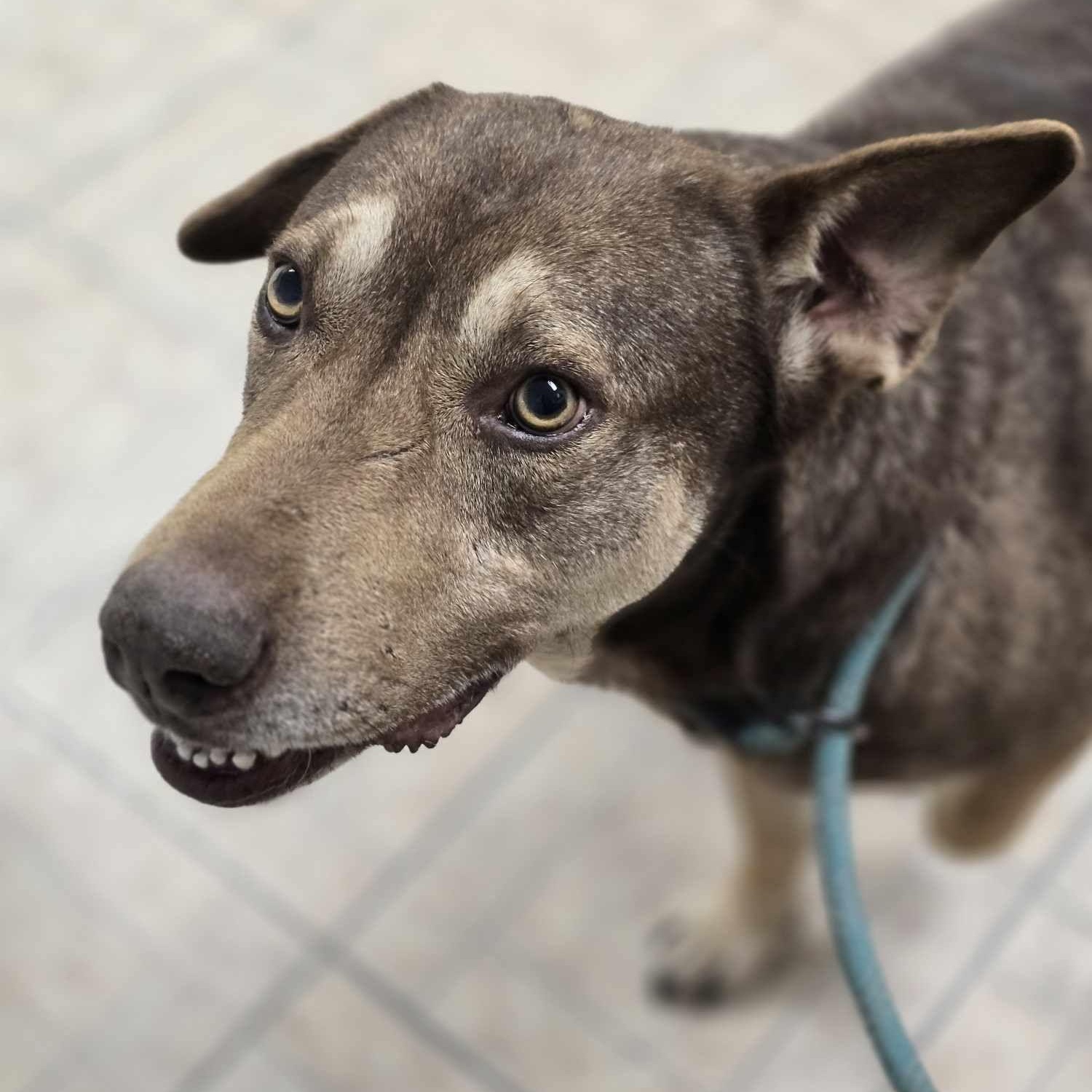Enlarge Sam Beckett, a Adoptable mixed breed in Kempner, TX image 3/6