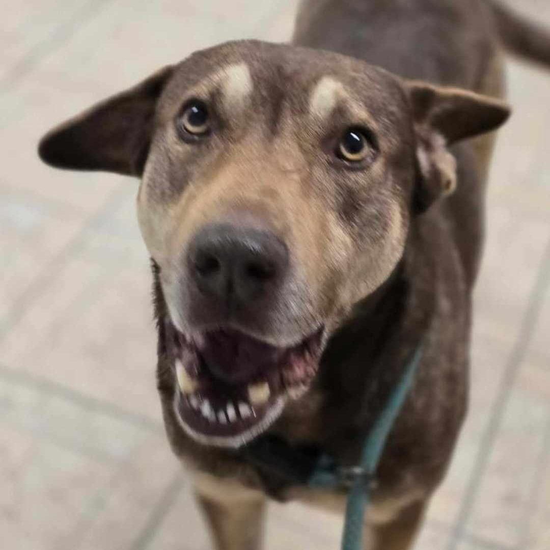 Enlarge Sam Beckett, a Adoptable mixed breed in Kempner, TX image 4/6