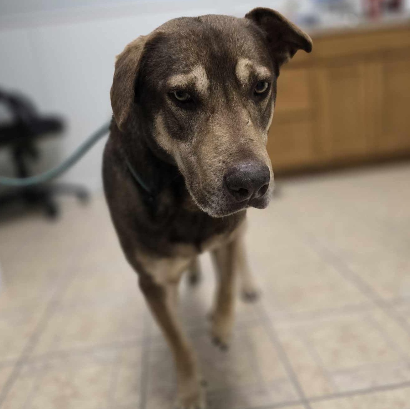 Sam Beckett, an adoptable Shepherd in Kempner, TX, 76539 | Photo Image 4
