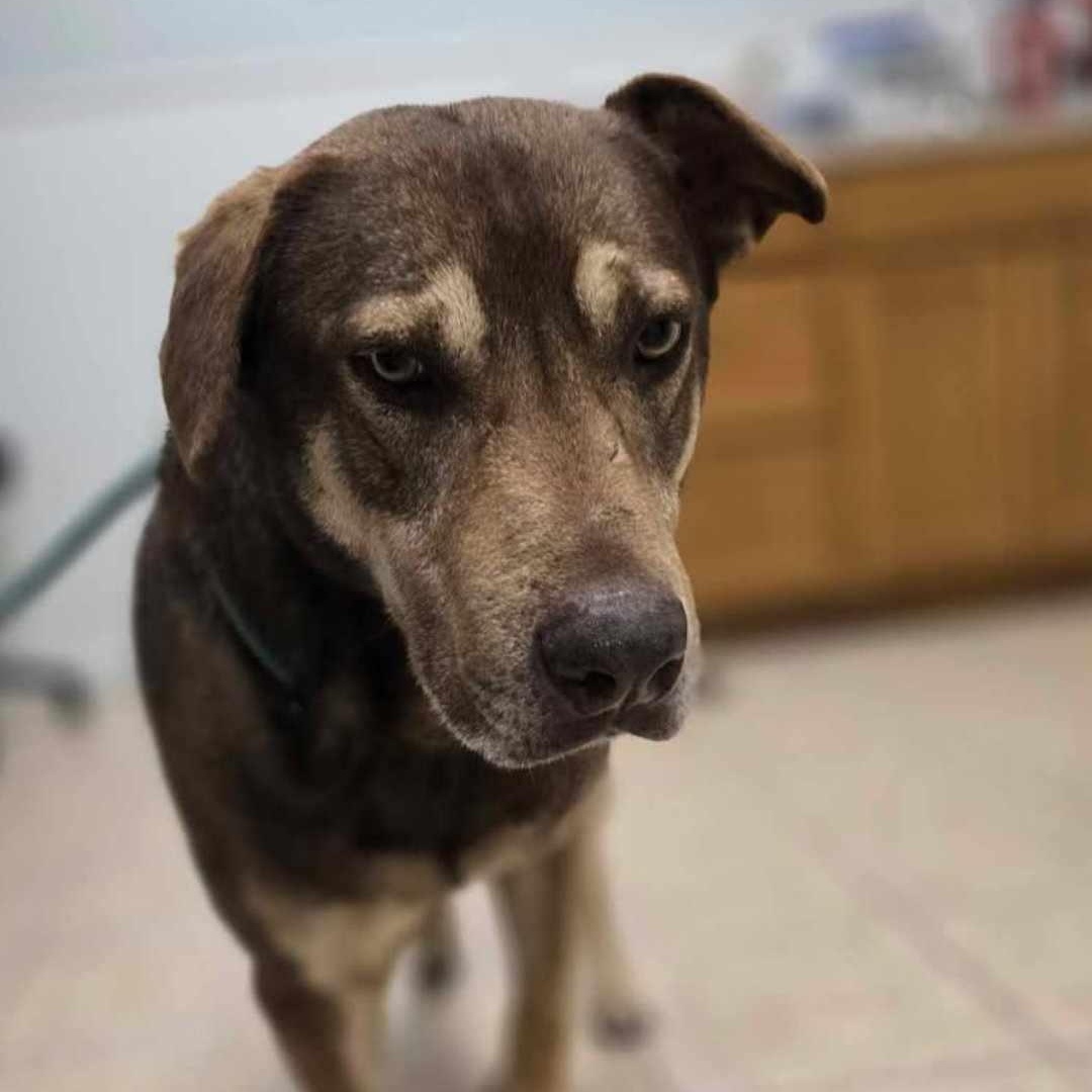 Enlarge Sam Beckett, a Adoptable mixed breed in Kempner, TX image 6/6