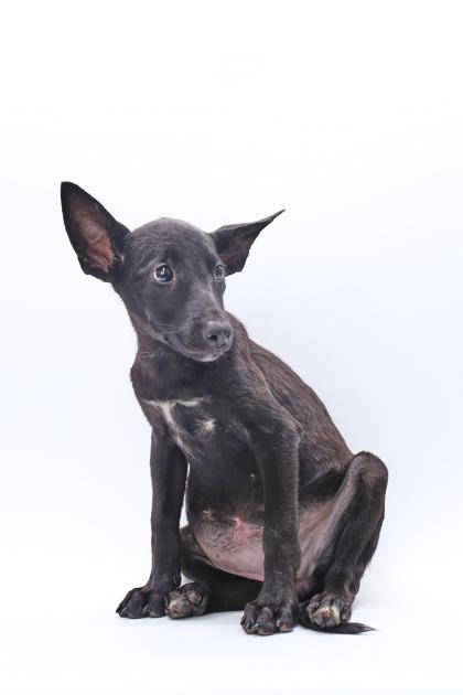 Polly, Adoptable, Puppy Female Belgian Shepherd / Malinois & Mixed Breed.