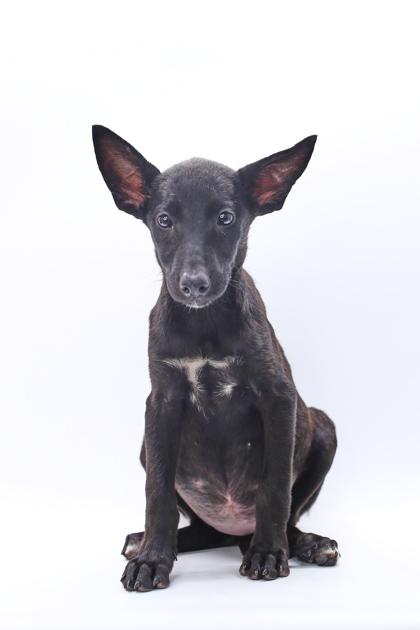 Polly, a Adoptable mixed breed in Morton Grove, IL image 2/2