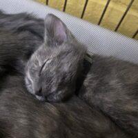 Enlarge TWIG, a Adoptable Domestic Short Hair in Easton, MD image 1/1