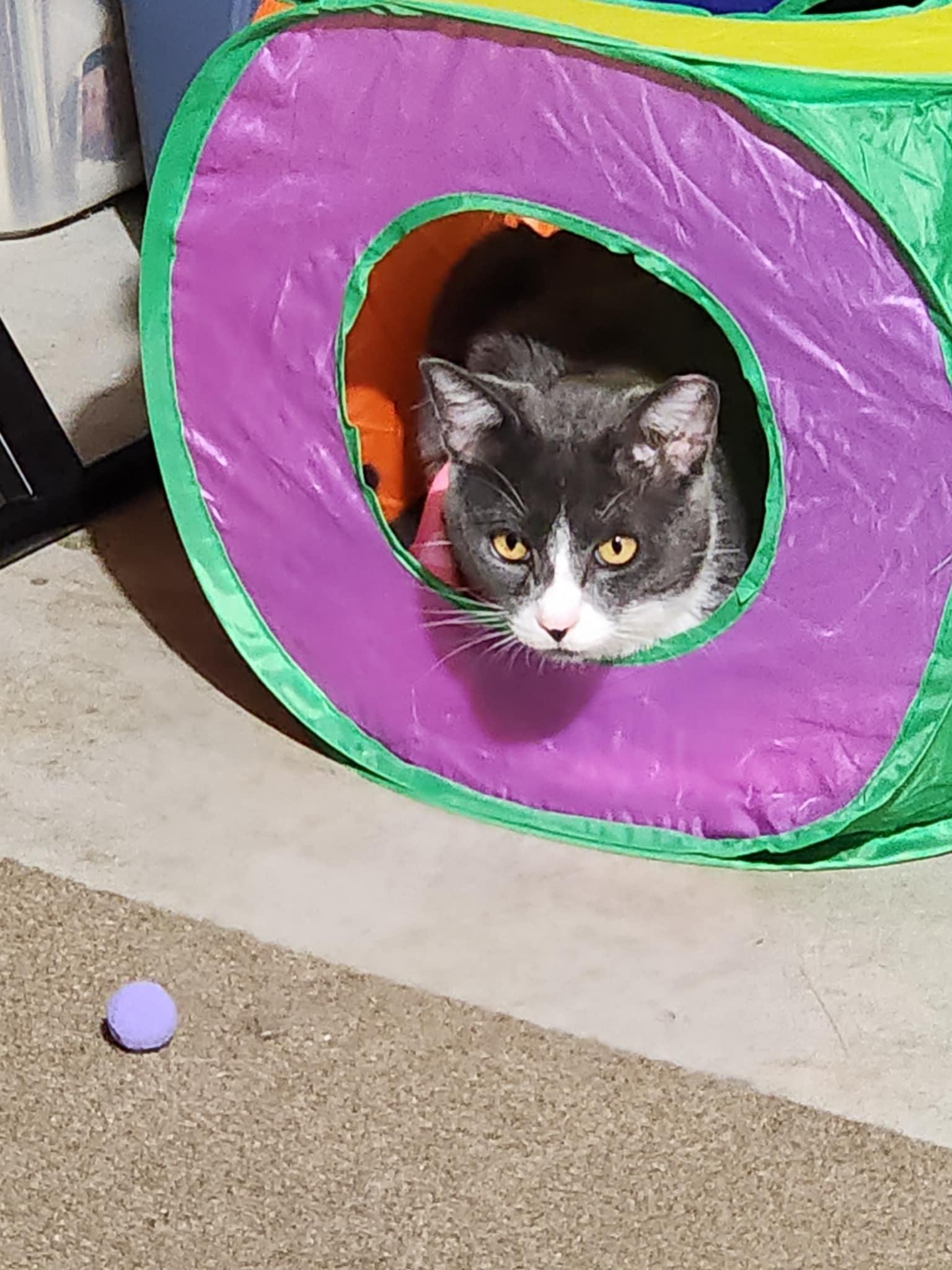 Luka, a Adoptable American Shorthair in Sacramento, CA image 4/4