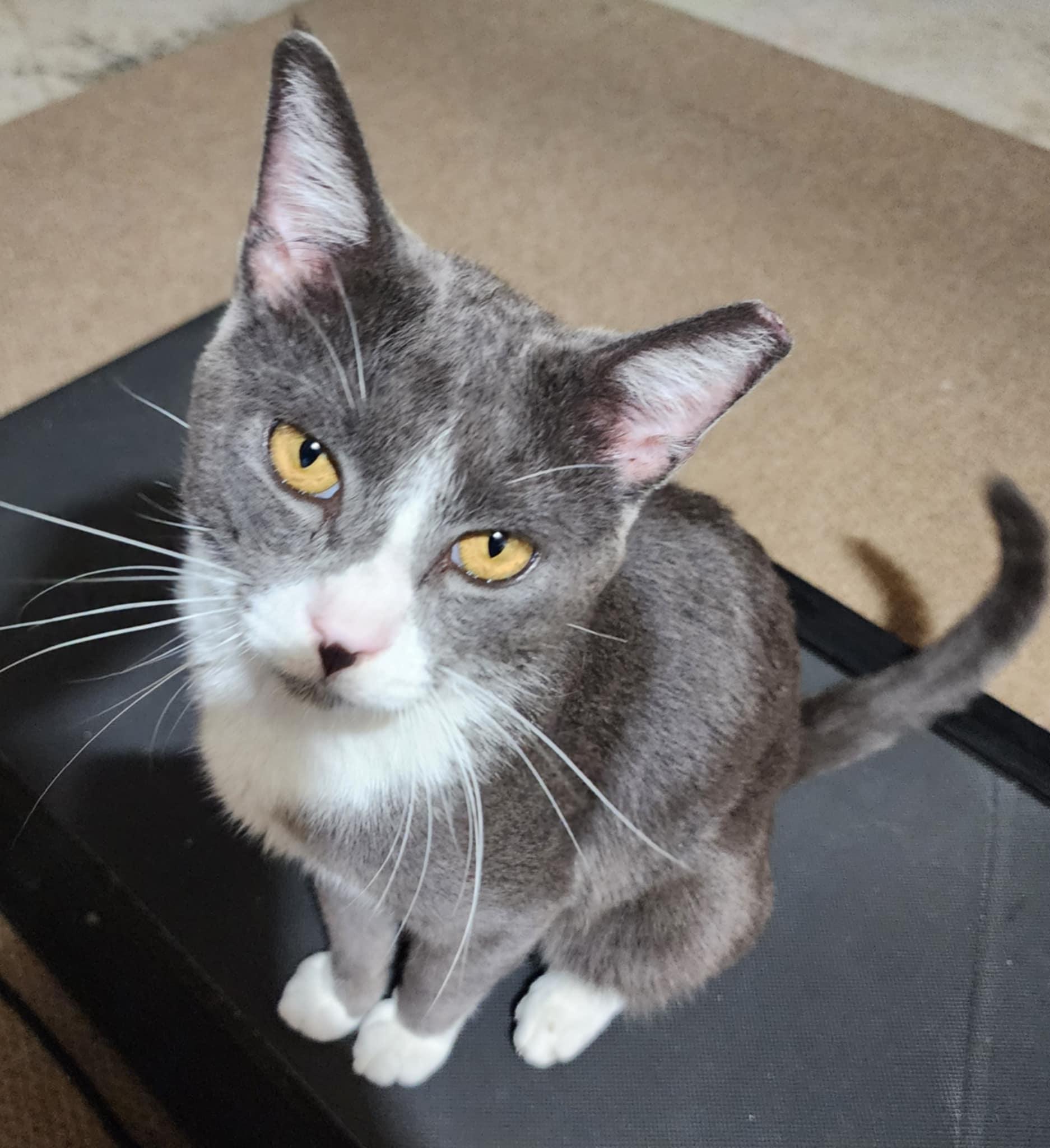 Luka, Adoptable, Adult Male American Shorthair.