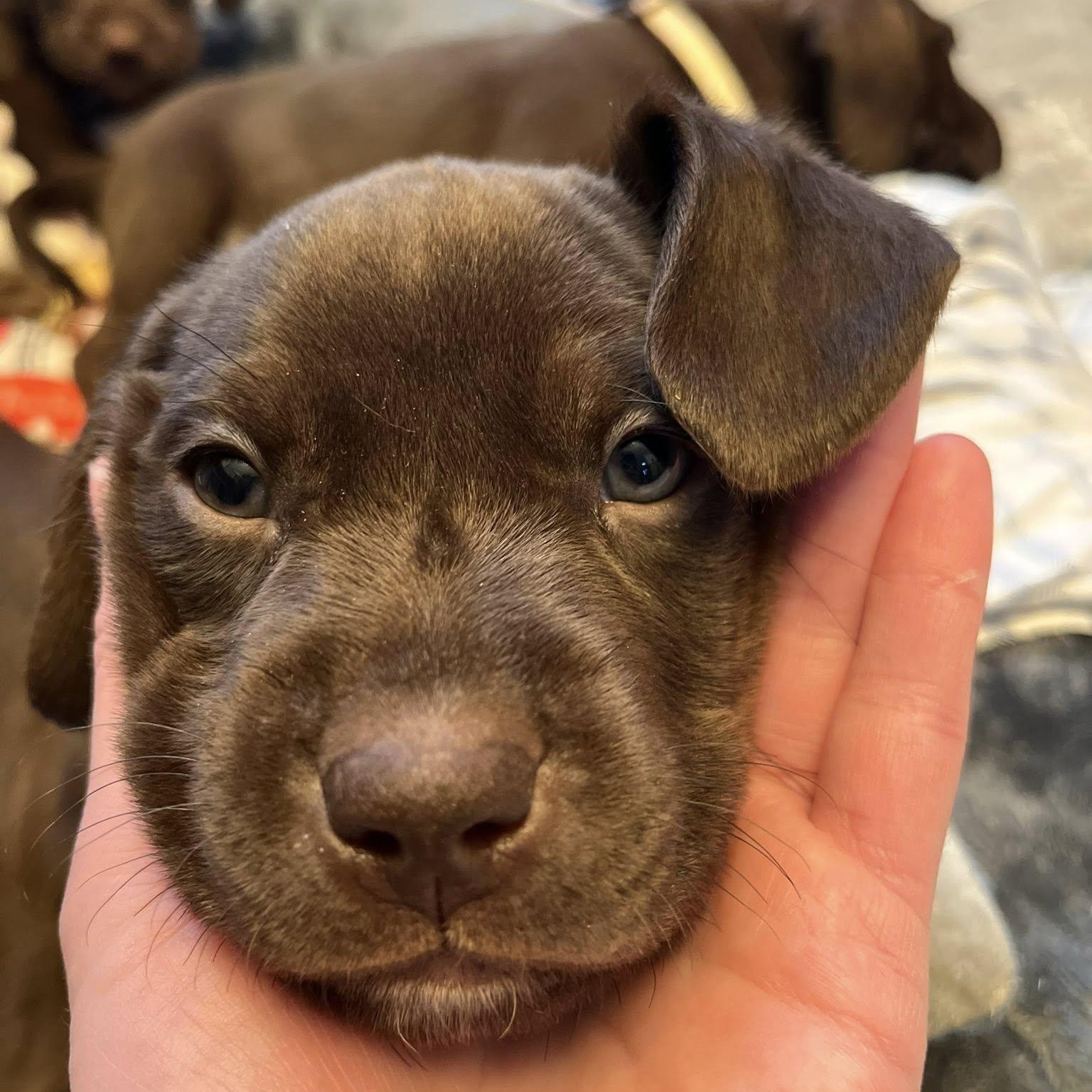 Enlarge UConn, a ADOPTABLE mixed breed in Schenectady, NY image 4/4