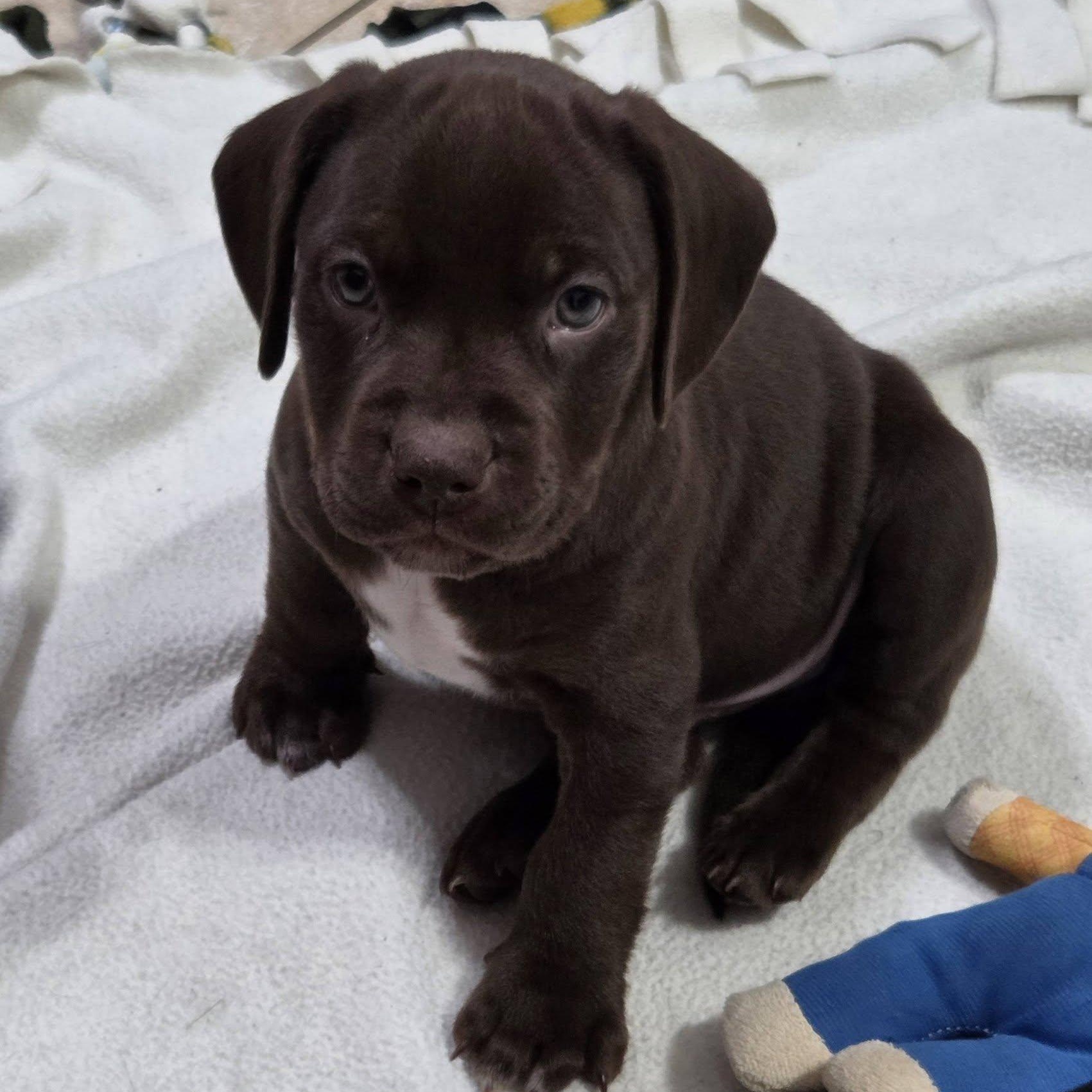 Enlarge UConn, a ADOPTABLE mixed breed in Schenectady, NY image 2/4