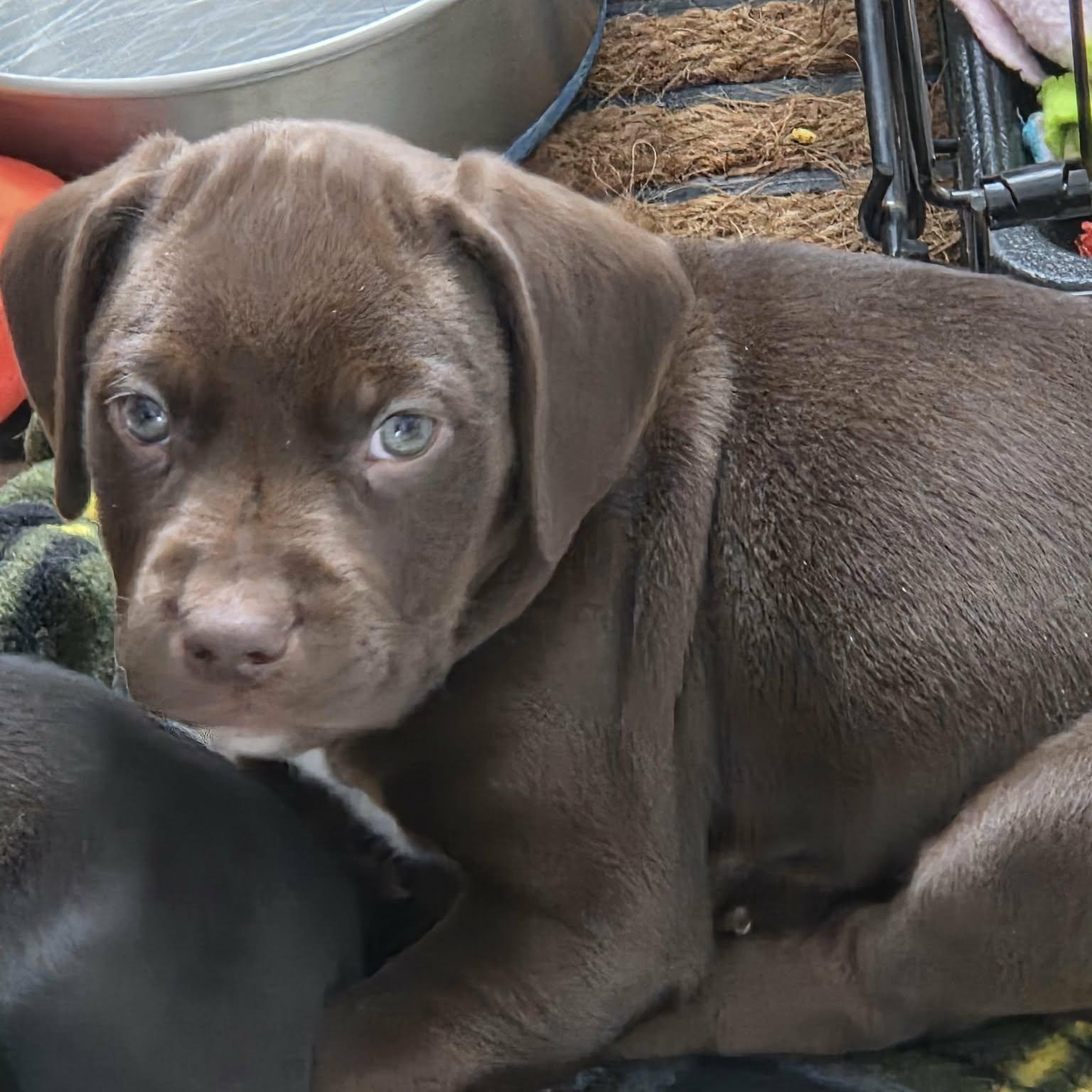 Enlarge UConn, a ADOPTABLE mixed breed in Schenectady, NY image 3/4