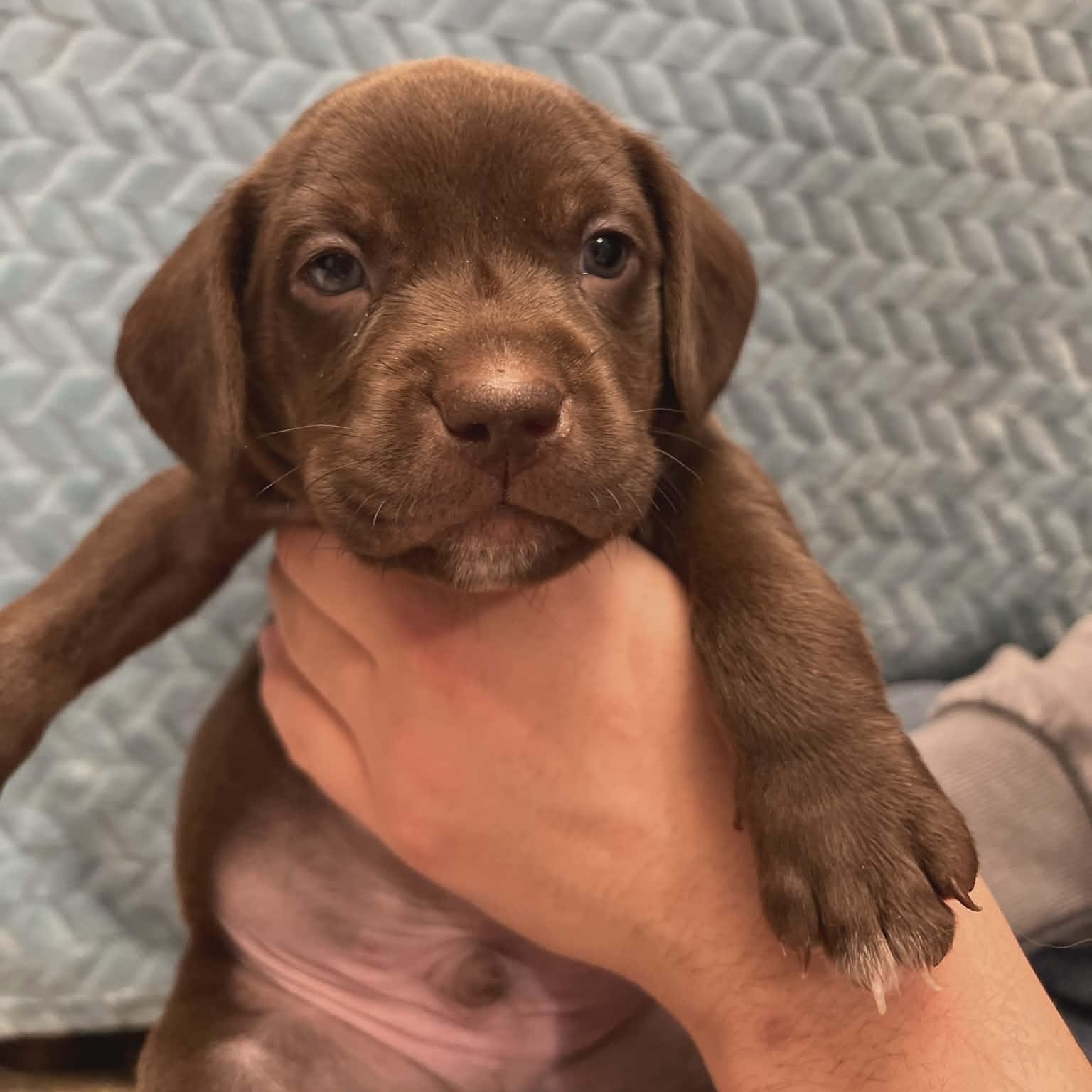 UConn, ADOPTABLE, Puppy Male Pit Bull Terrier.