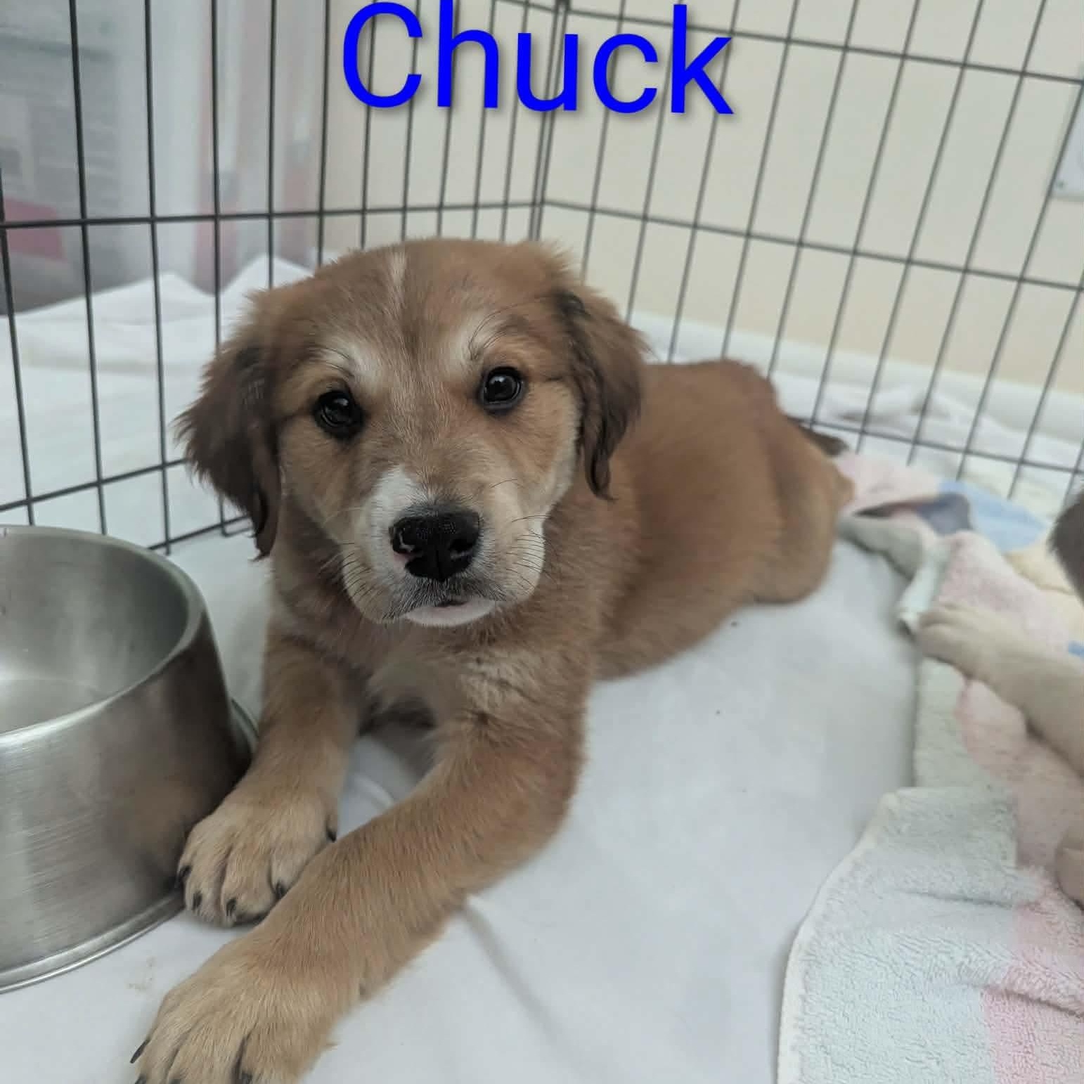Chuck, adopted, Puppy Male Great Pyrenees & Golden Retriever.
