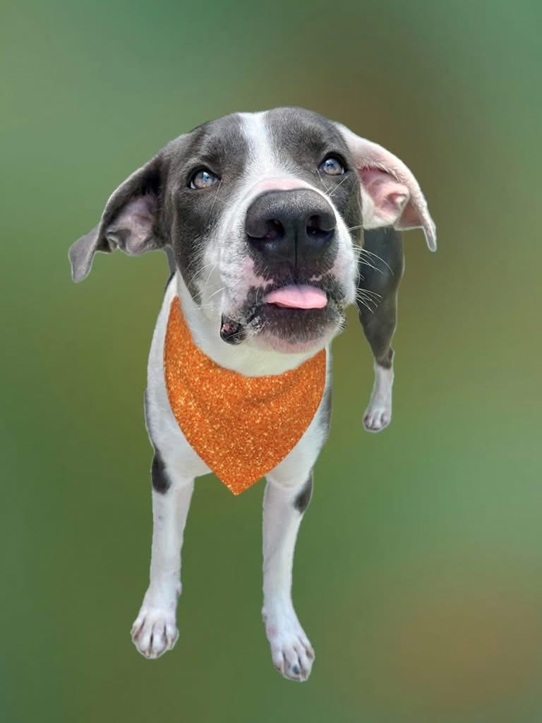 Berry, Adoptable, Young Male Great Dane & Pit Bull Terrier.