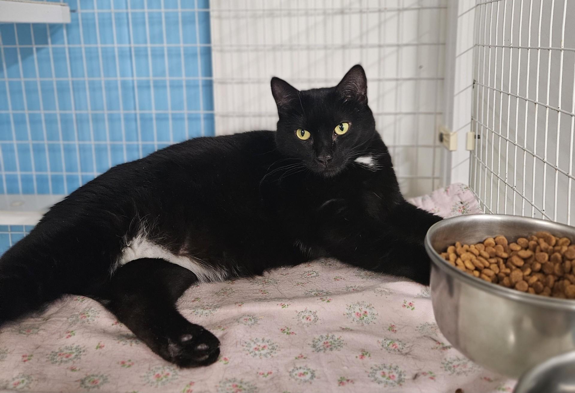 Enlarge Sneakers, a Adoptable Domestic Short Hair in Claremont, NH image 1/1