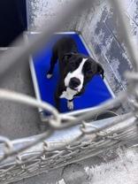 Lilac, ADOPTABLE, Young Female Mixed Breed.