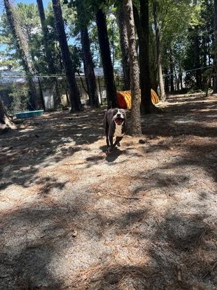 Enlarge Lilac, a ADOPTABLE Mixed Breed in Georgetown, SC image 2/3