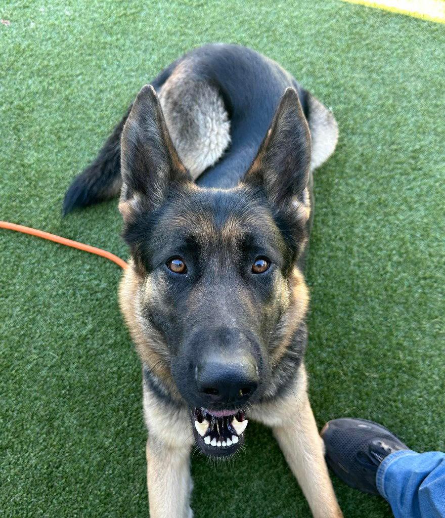 Della, Adoptable, Young Female German Shepherd Dog.