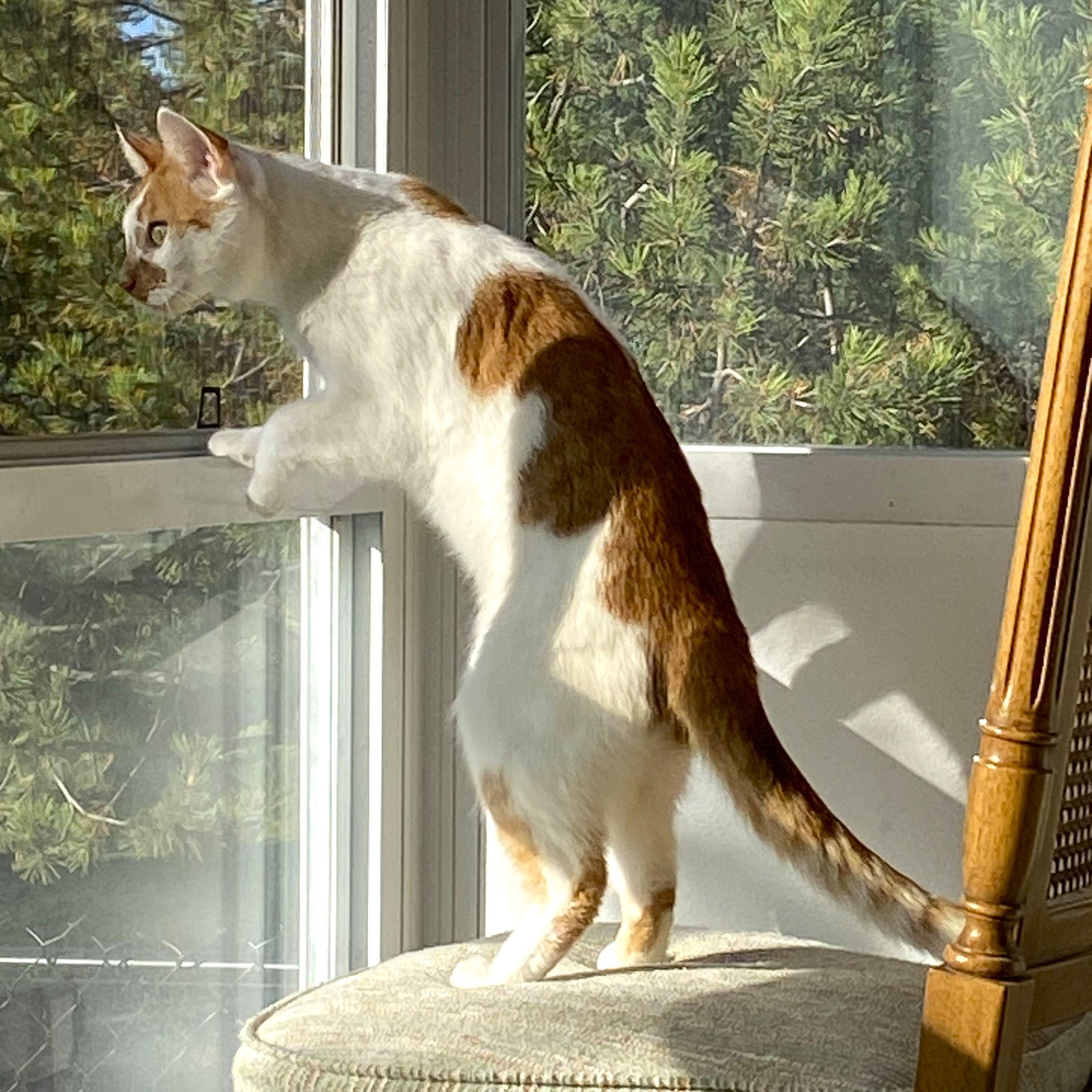 Enlarge Lilo, an adoptable Domestic Short Hair in Calgary, AB image 2/5