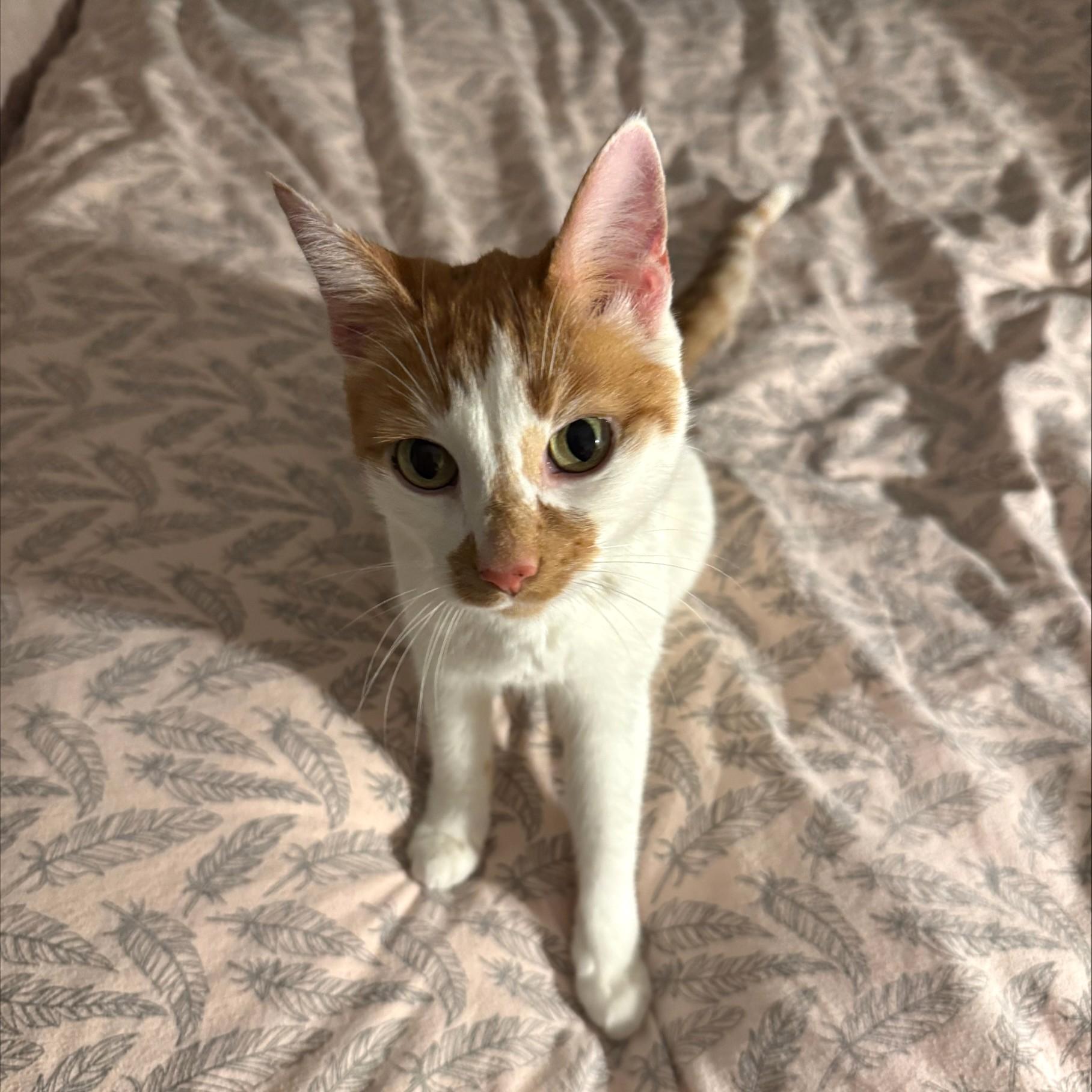 Lilo