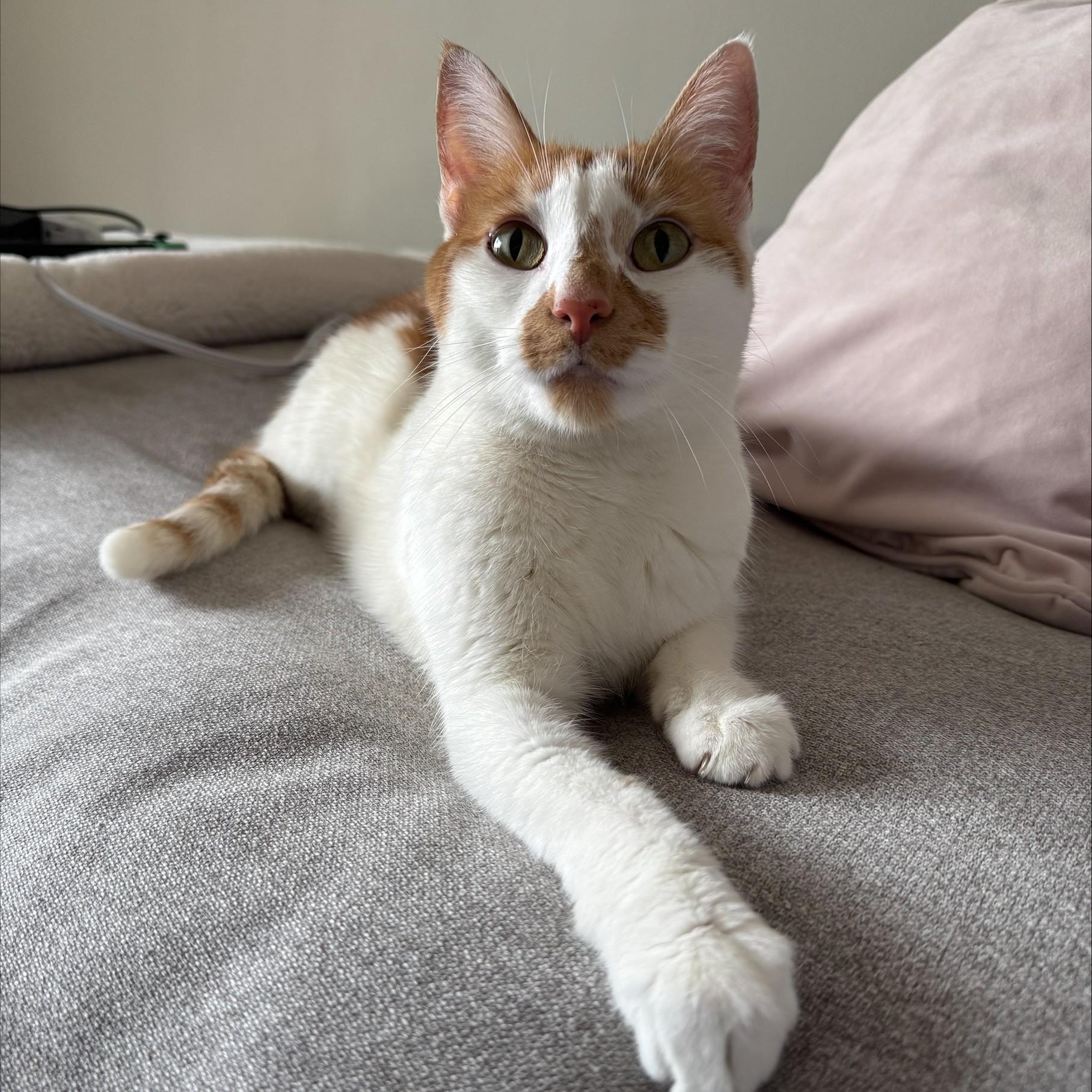 Enlarge Lilo, an adoptable Domestic Short Hair in Calgary, AB image 3/5