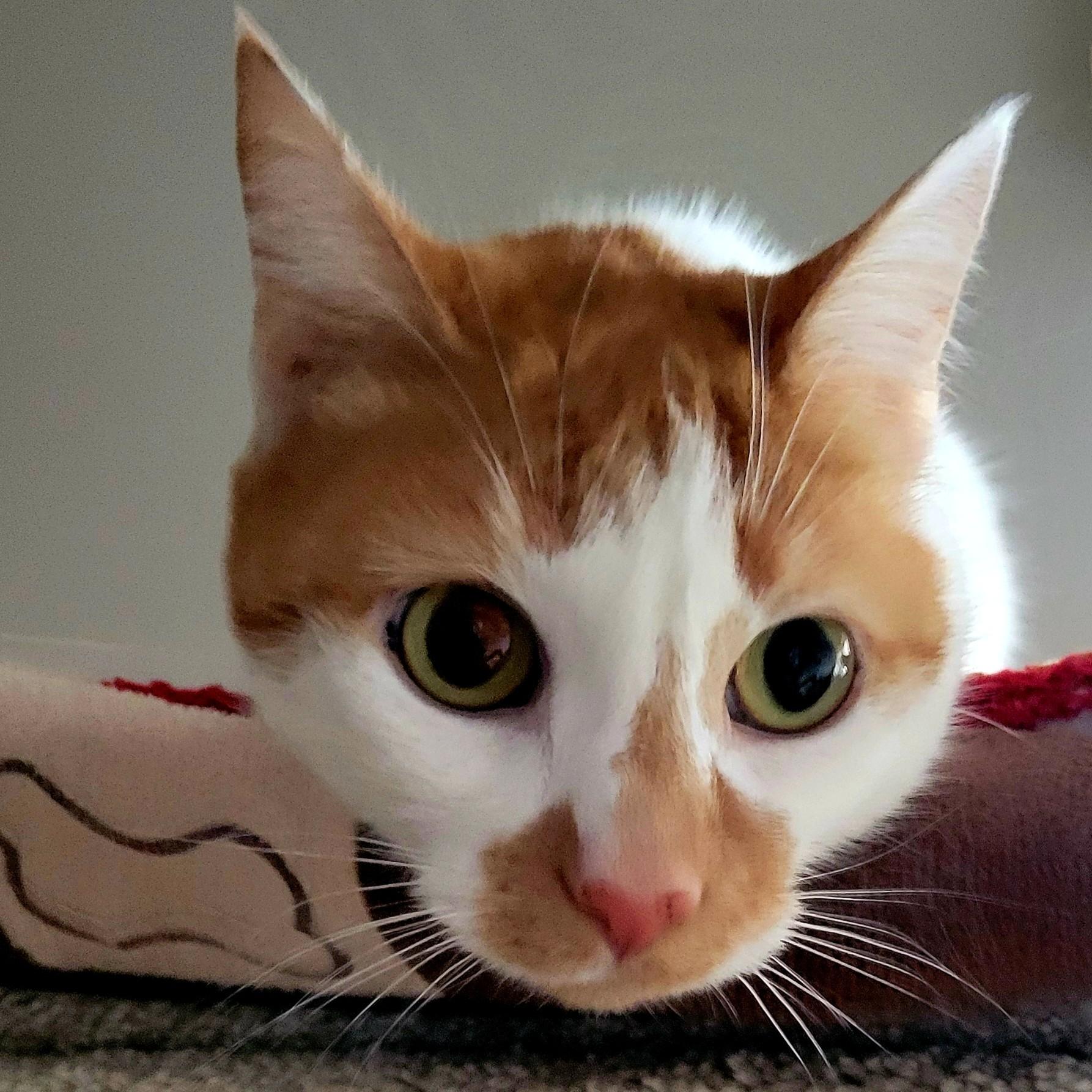 Enlarge Lilo, an adoptable Domestic Short Hair in Calgary, AB image 1/5