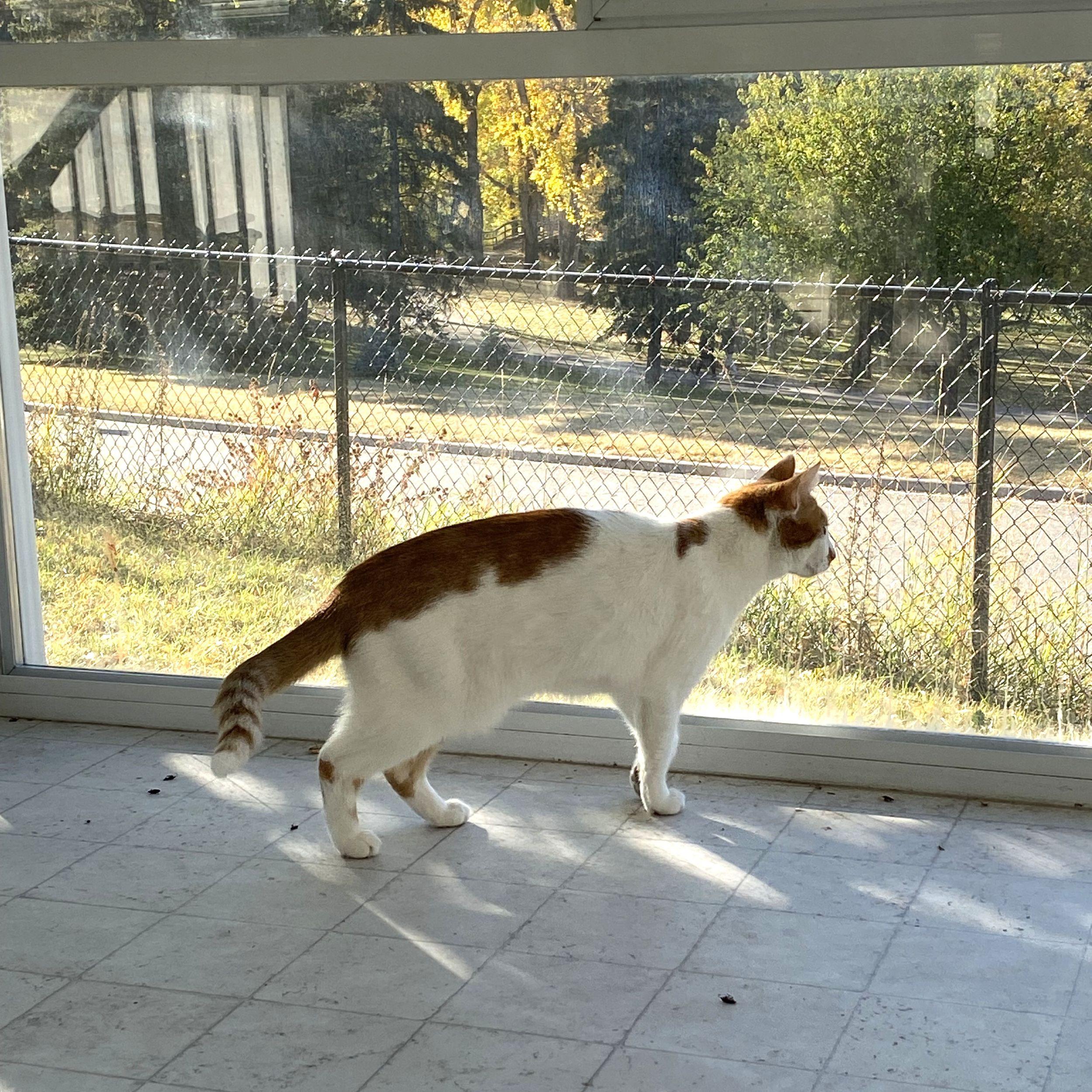 Enlarge Lilo, an adoptable Domestic Short Hair in Calgary, AB image 5/5