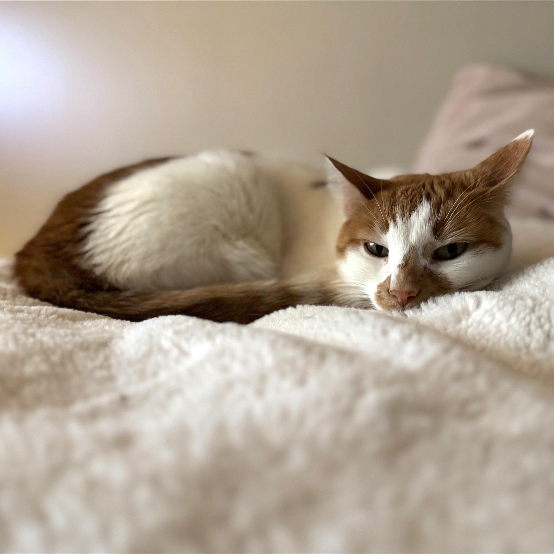 Enlarge Lilo, an adoptable Domestic Short Hair in Calgary, AB image 4/5