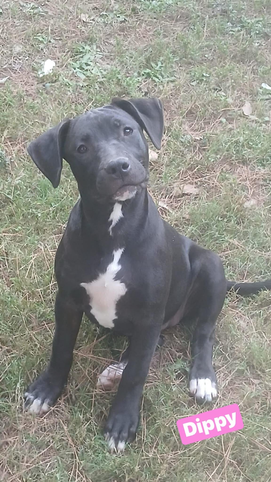 Dippi, Adoptable, Young Female Labrador Retriever & Pit Bull Terrier.
