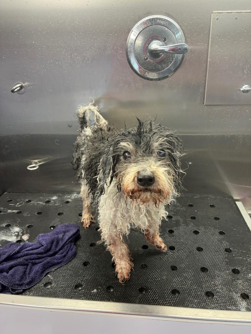 Chuck, Adoptable, Senior Male Miniature Poodle.