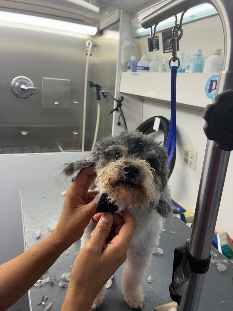 Enlarge Chuck, a Adoptable mixed breed in Camarillo, CA image 2/5