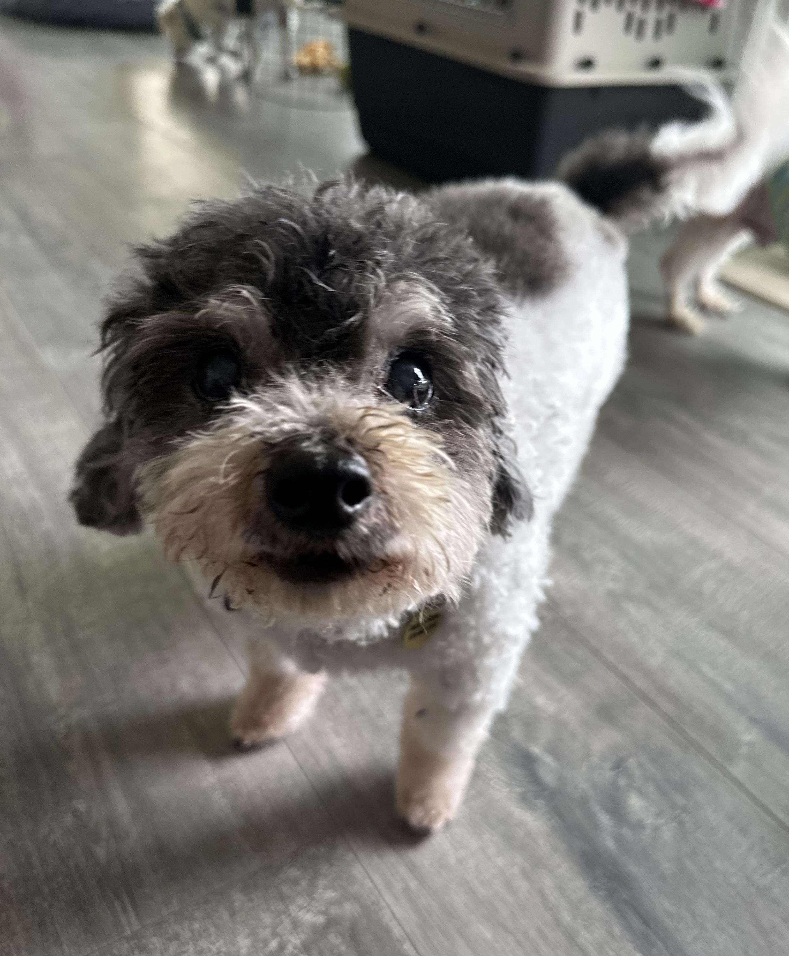 Enlarge Chuck, a Adoptable mixed breed in Camarillo, CA image 3/5