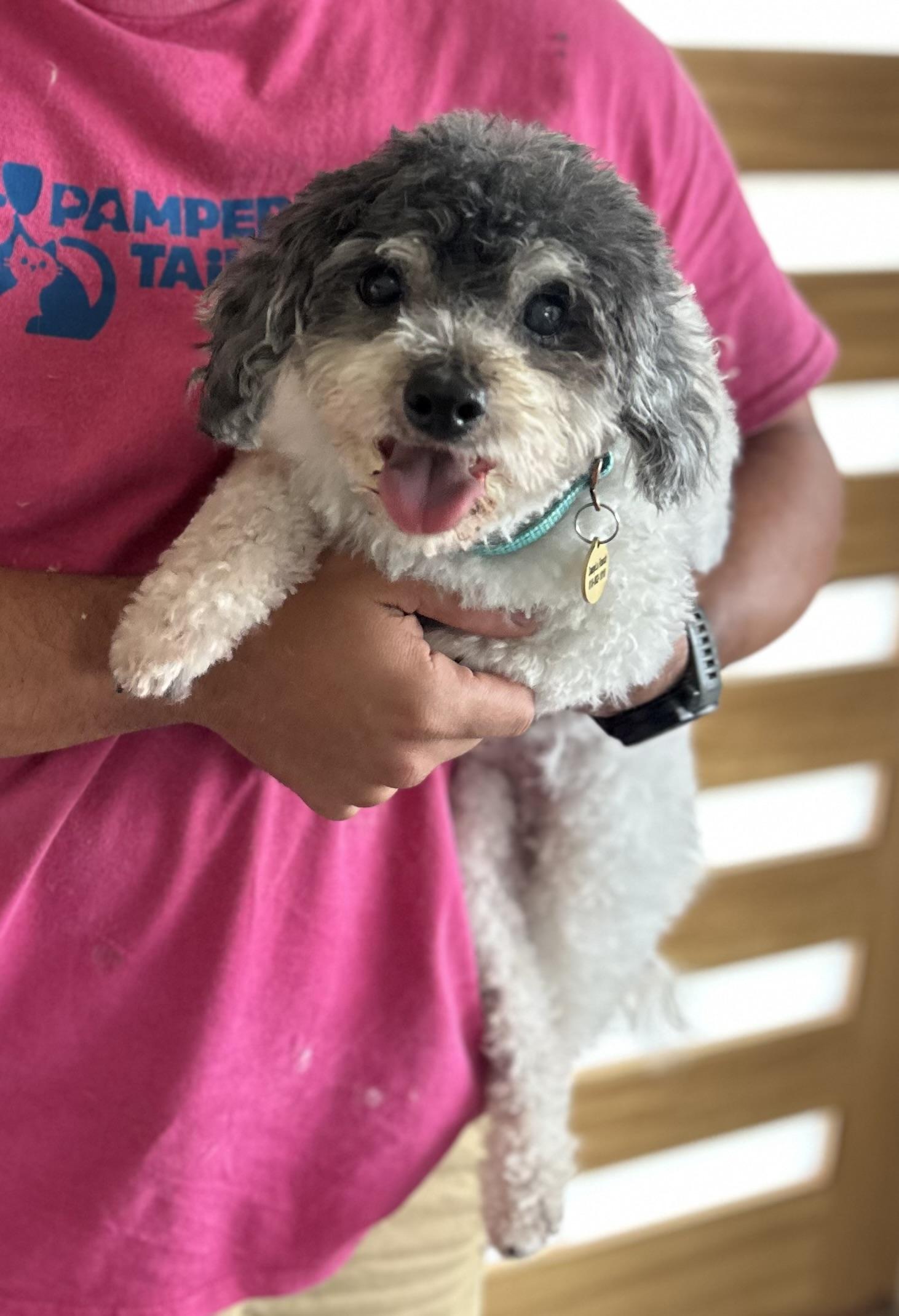 Enlarge Chuck, a Adoptable mixed breed in Camarillo, CA image 4/5