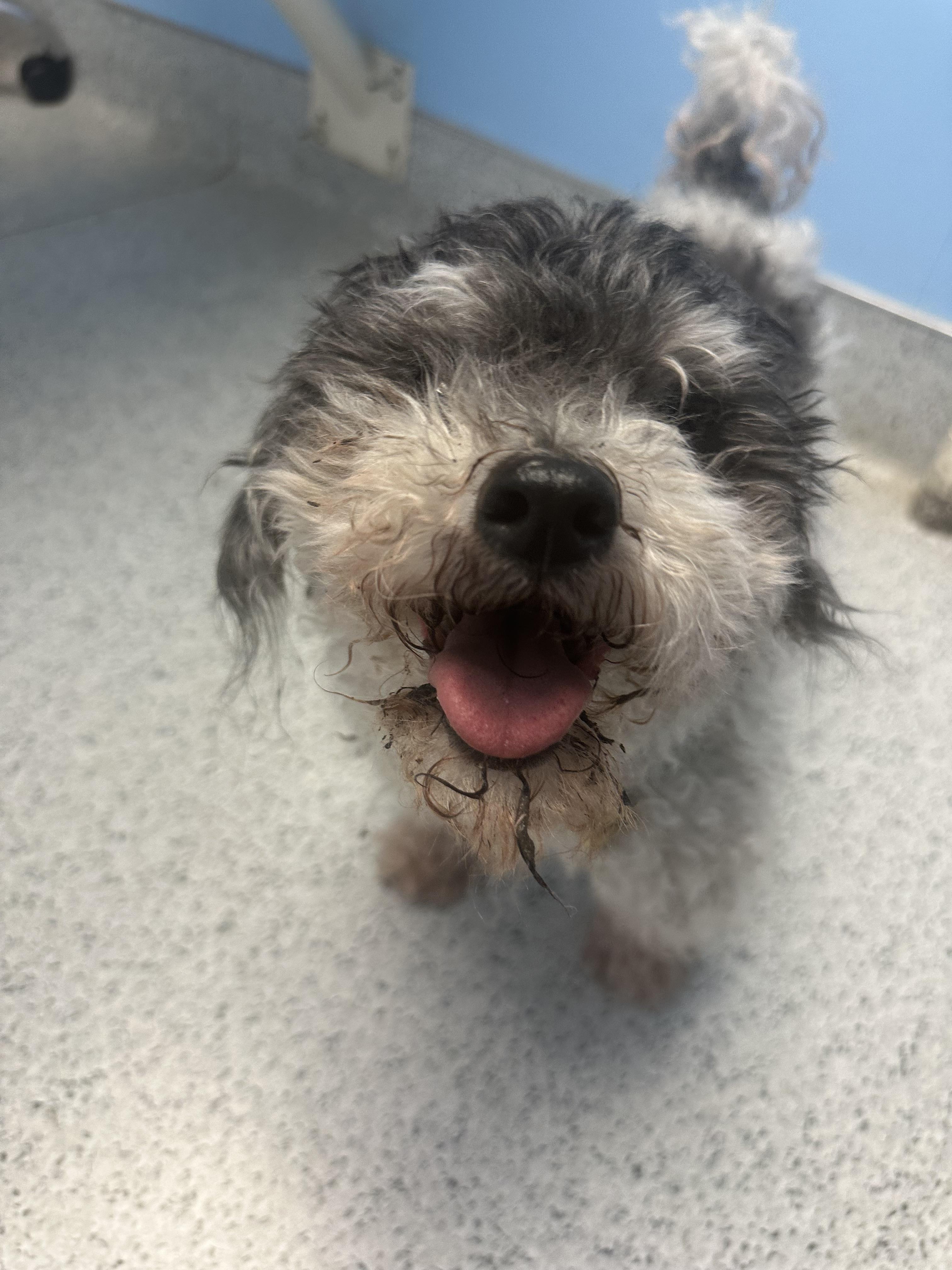 Enlarge Chuck, a Adoptable mixed breed in Camarillo, CA image 5/5