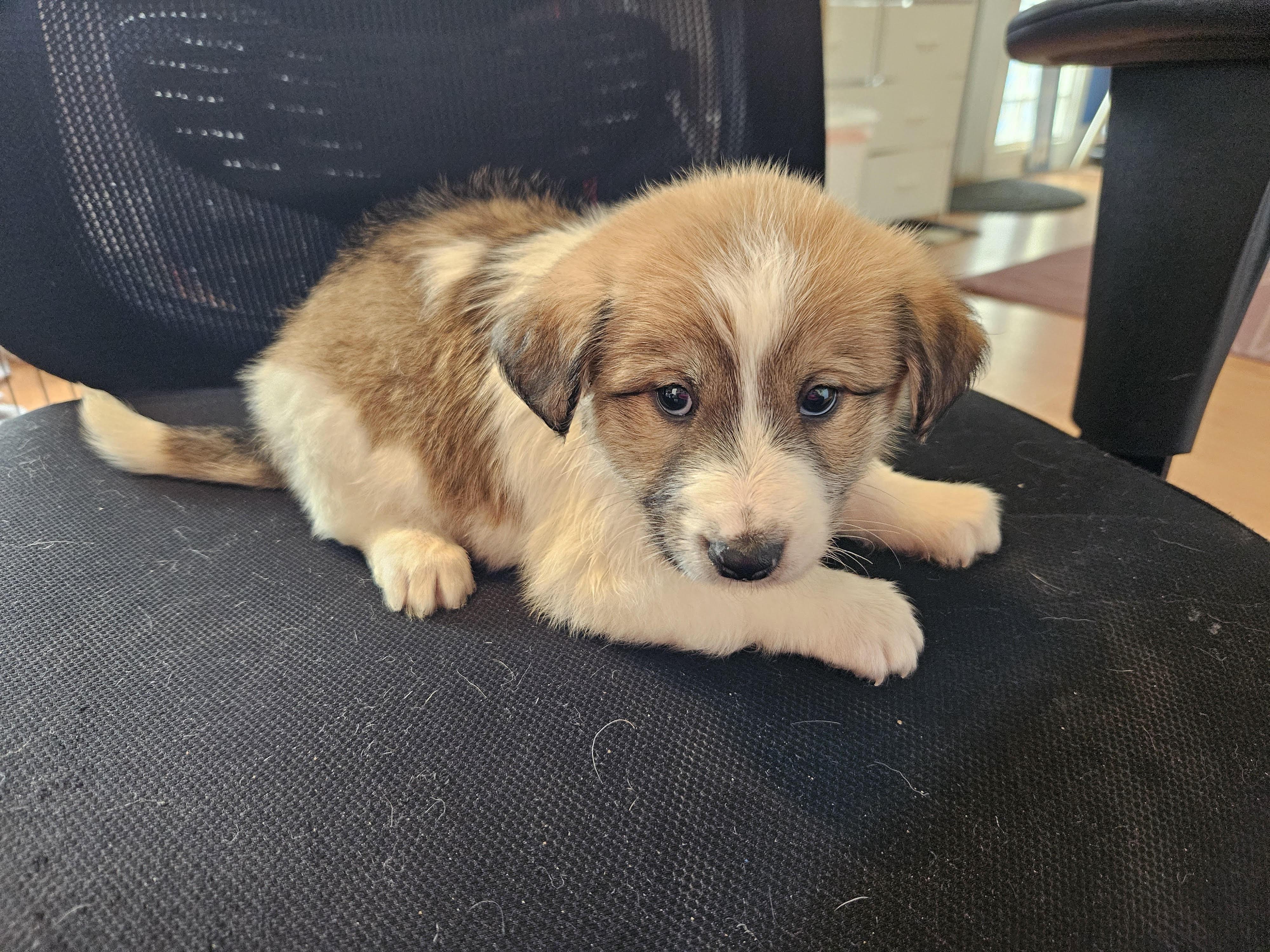 Enlarge Doodle puppies, a ADOPTABLE mixed breed in Greensboro, NC image 4/4