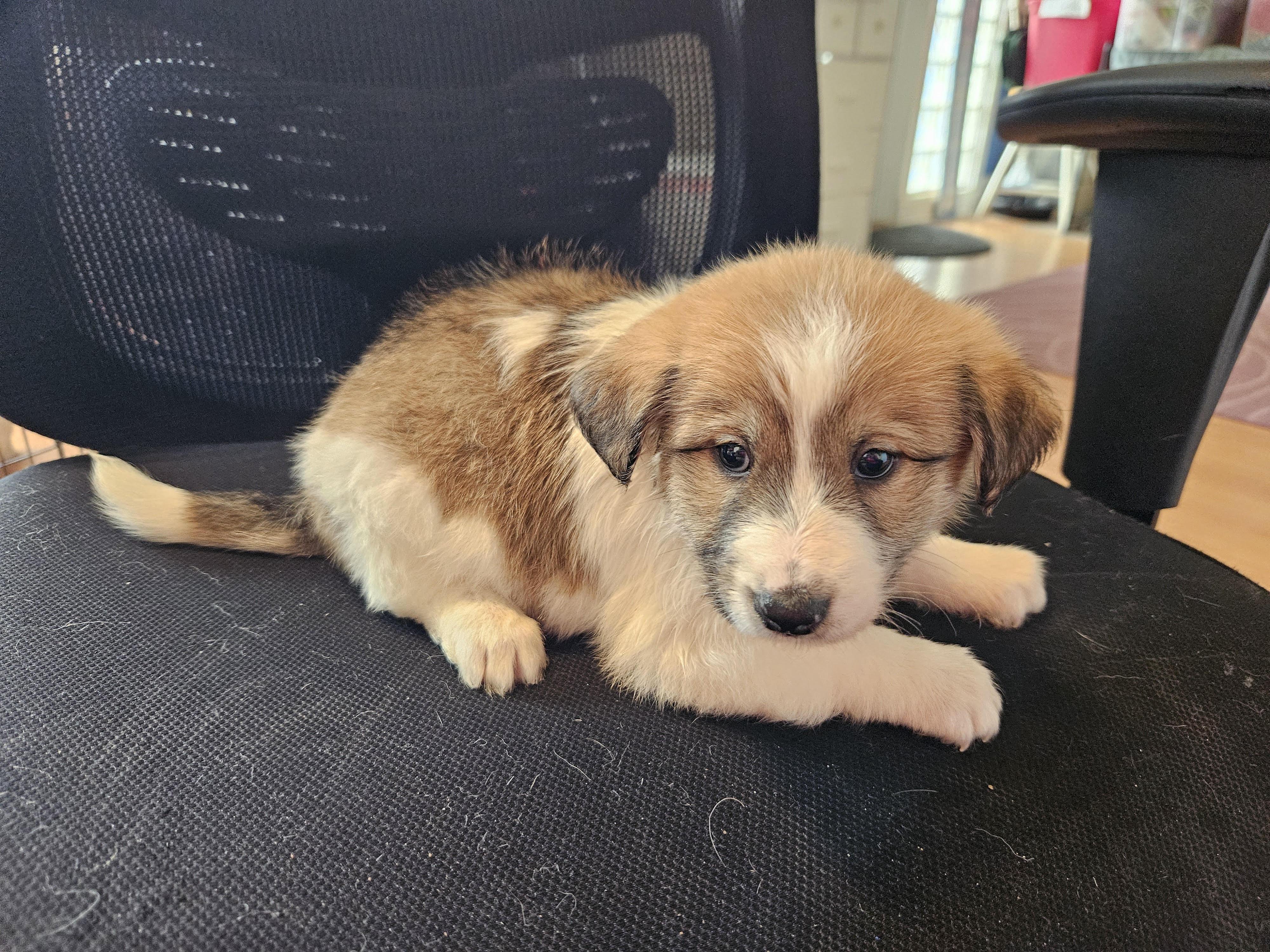 Enlarge Doodle puppies, a ADOPTABLE mixed breed in Greensboro, NC image 1/4