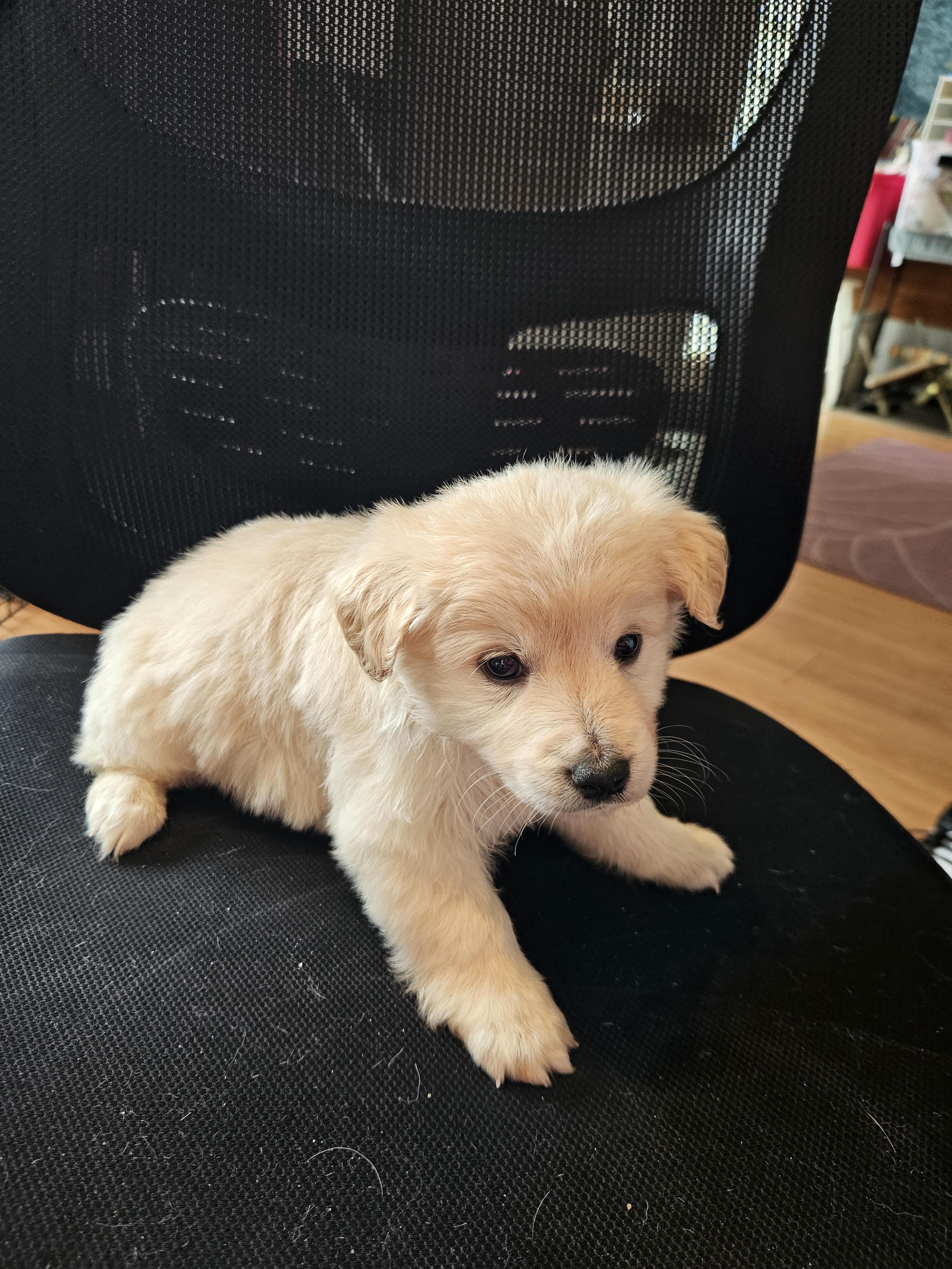 Enlarge Doodle puppies, a ADOPTABLE mixed breed in Greensboro, NC image 2/4