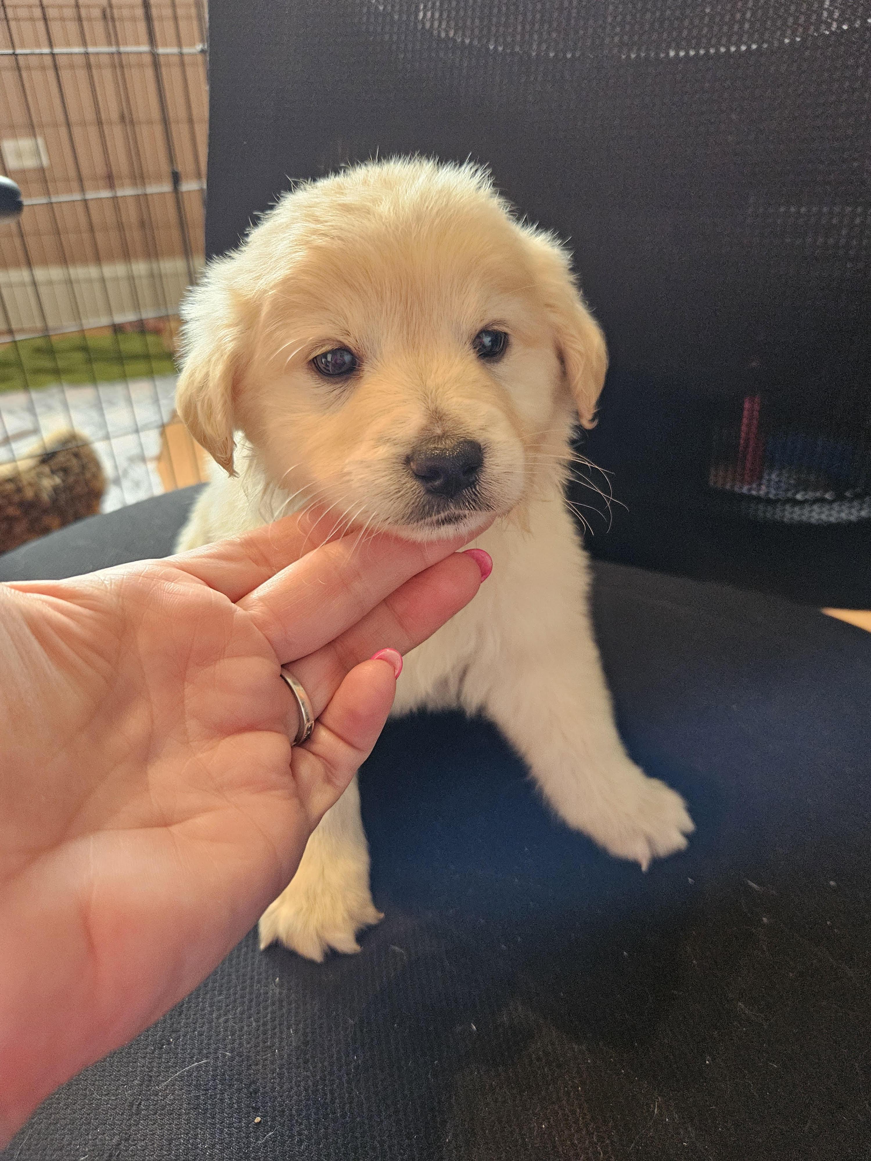 Enlarge Doodle puppies, a ADOPTABLE mixed breed in Greensboro, NC image 3/4