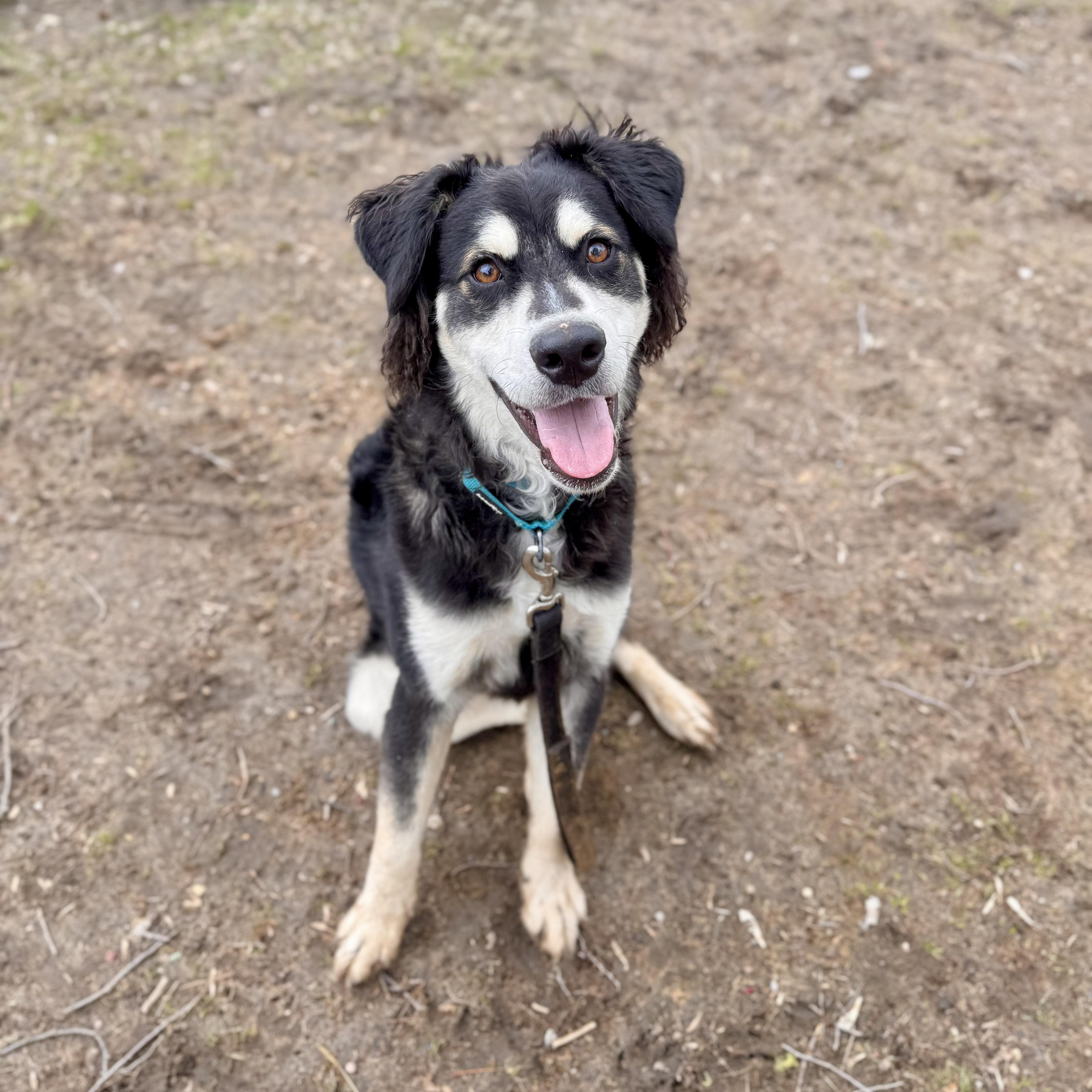 Enlarge Clay , a ADOPTABLE Husky in Midland, MI image 6/6