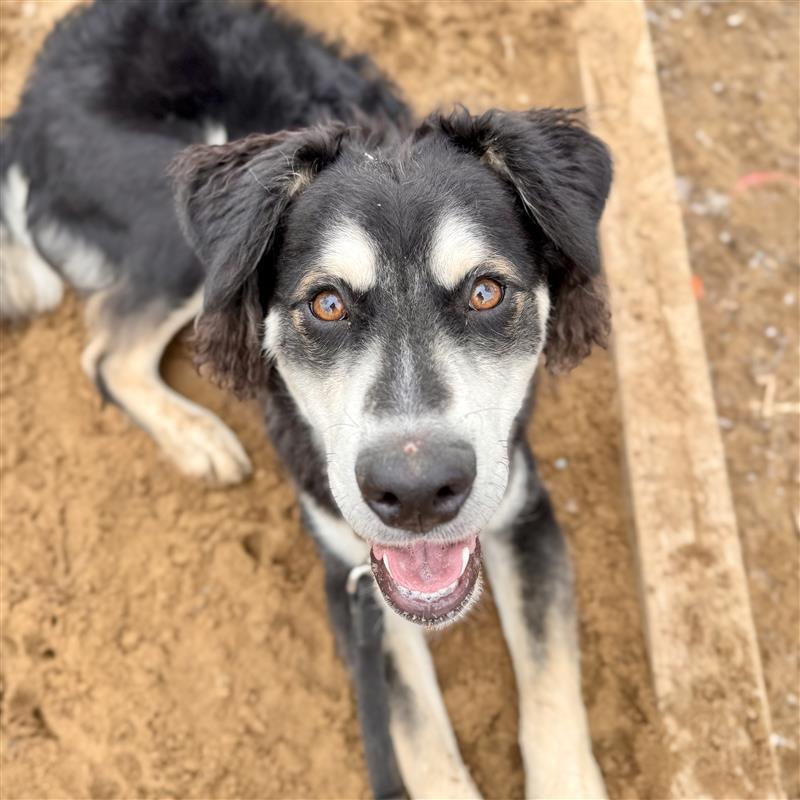 Clay , ADOPTABLE, Young Male Husky.