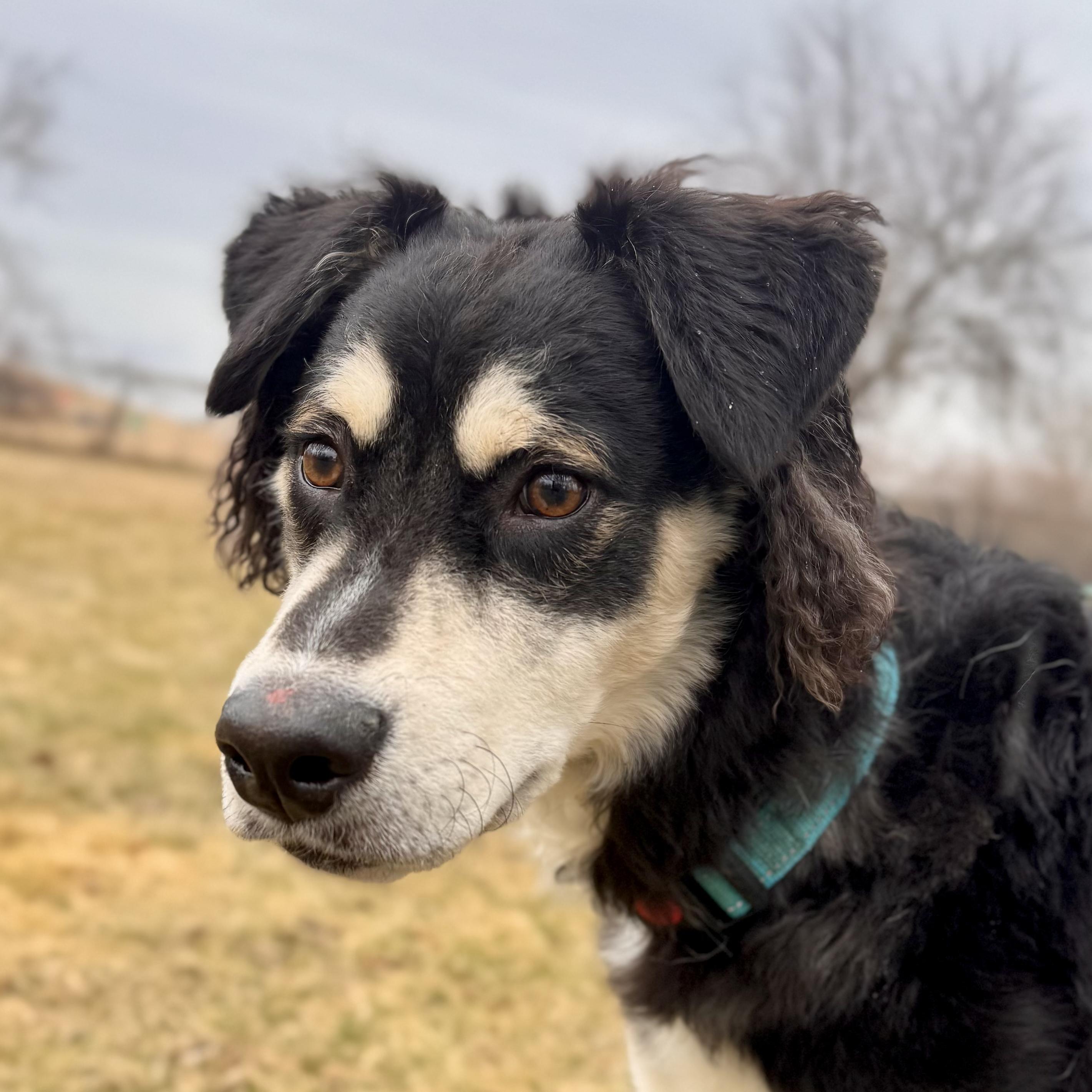 Enlarge Clay , a ADOPTABLE Husky in Midland, MI image 3/6