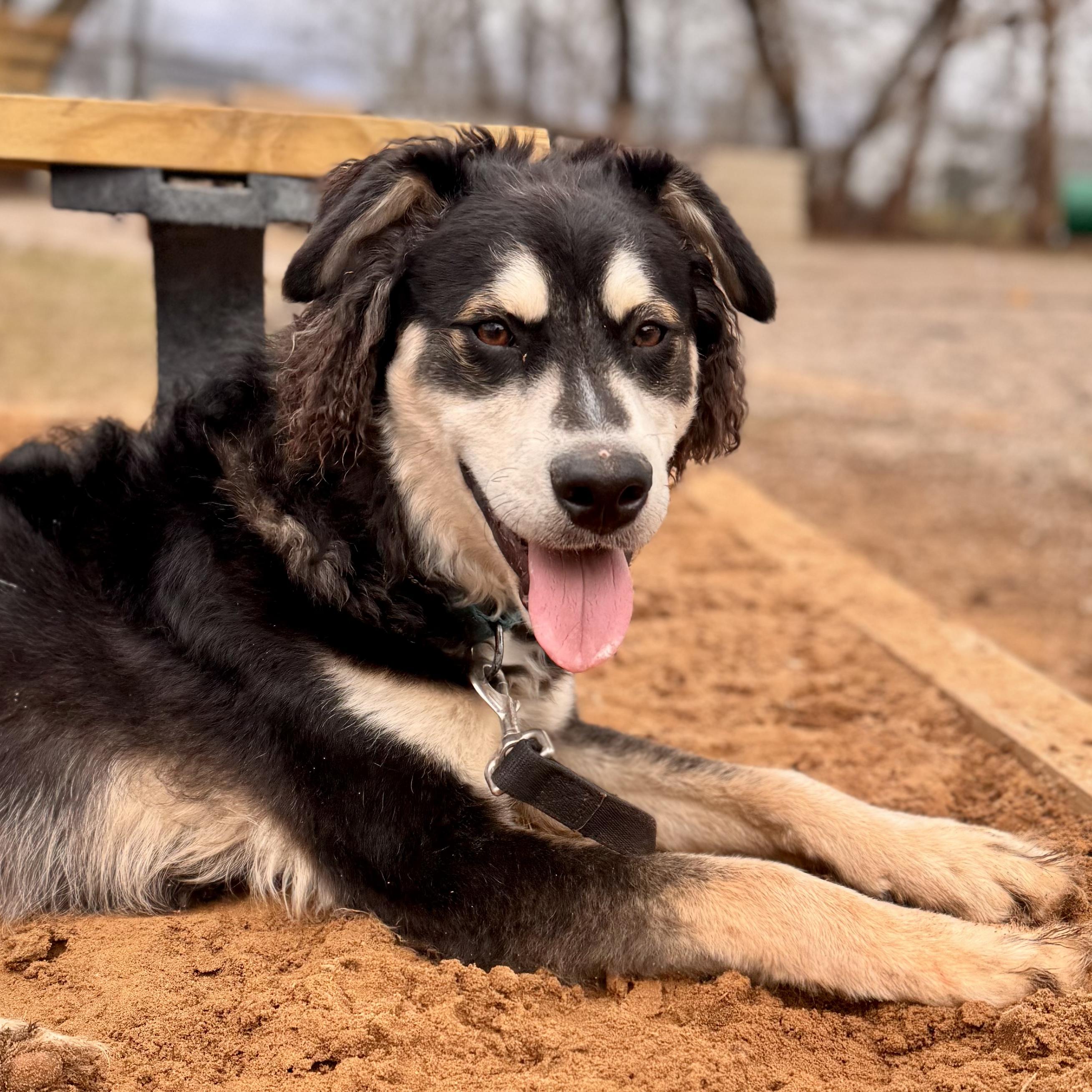 Enlarge Clay , a ADOPTABLE Husky in Midland, MI image 5/6