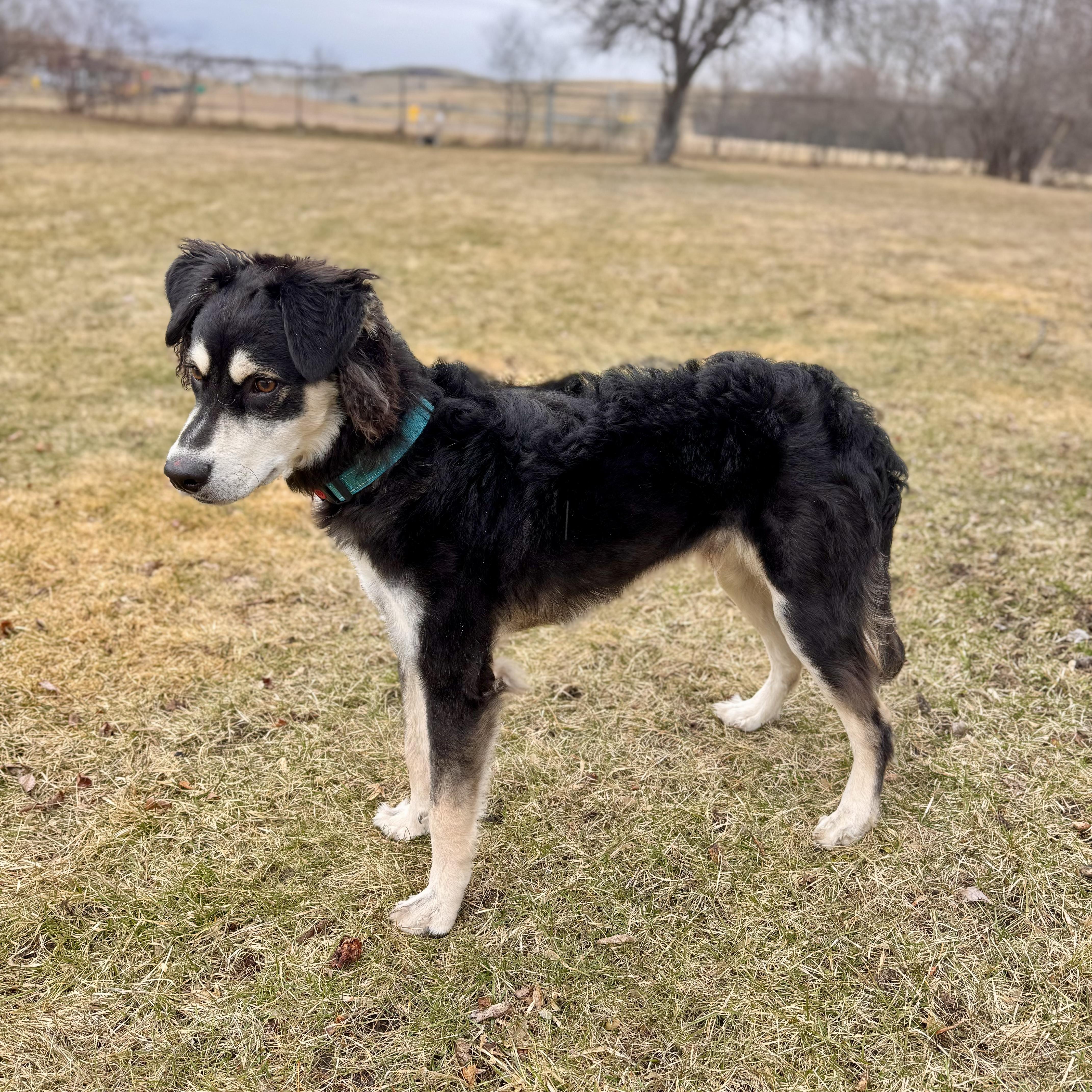 Enlarge Clay , a ADOPTABLE Husky in Midland, MI image 4/6