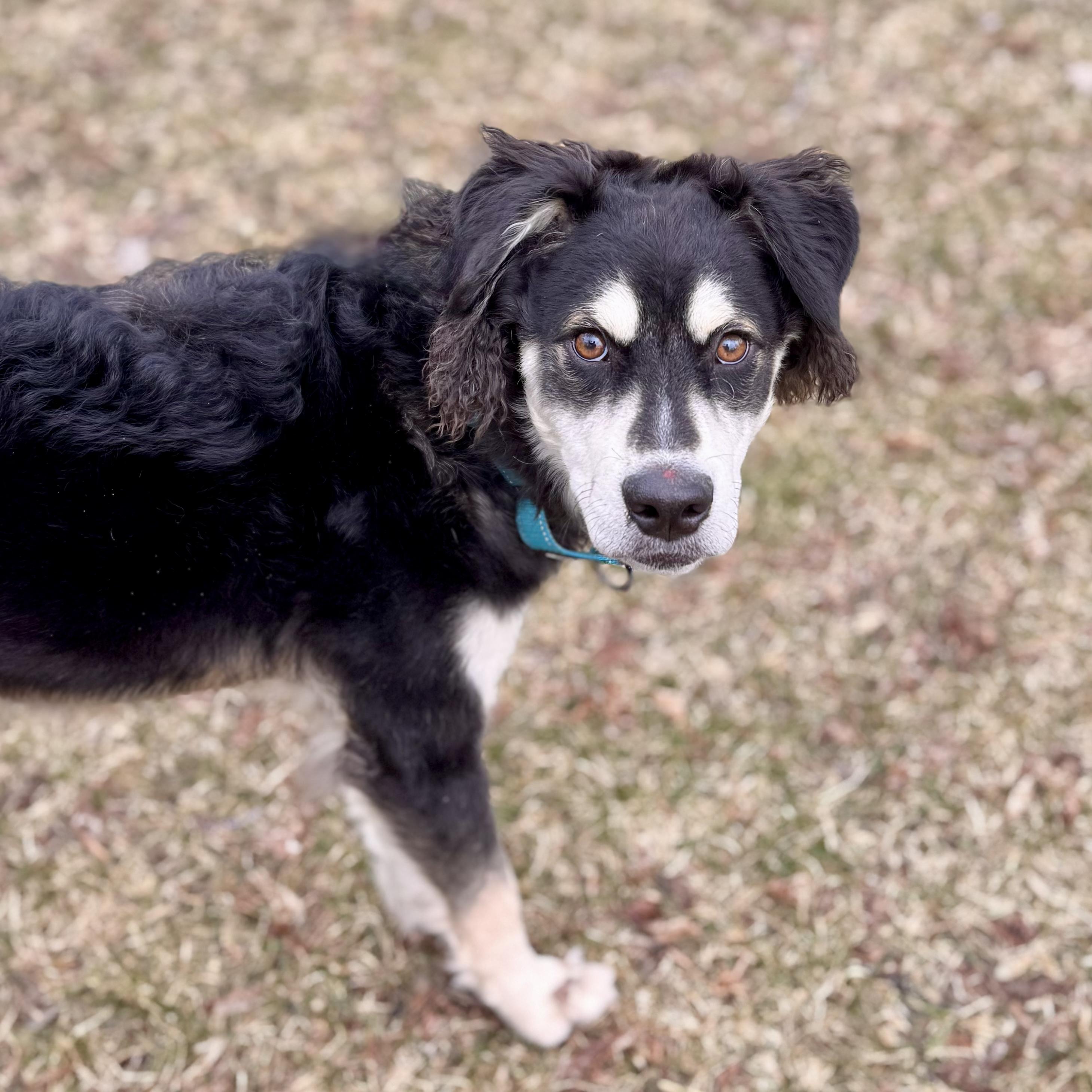 Enlarge Clay , a ADOPTABLE Husky in Midland, MI image 2/6