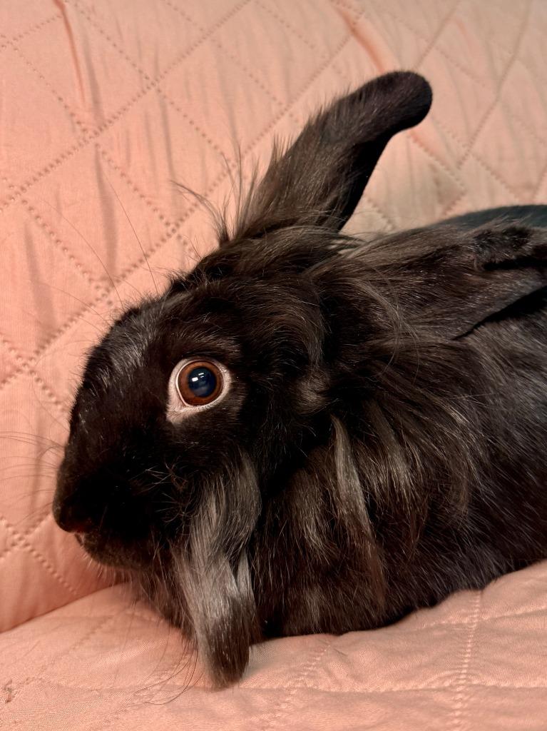 Clarissa, Adoptable, Adult Female New Zealand.